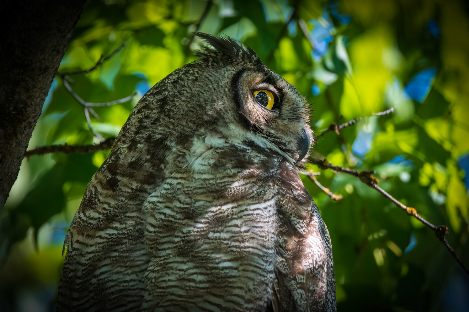 Maple Owl Close Up