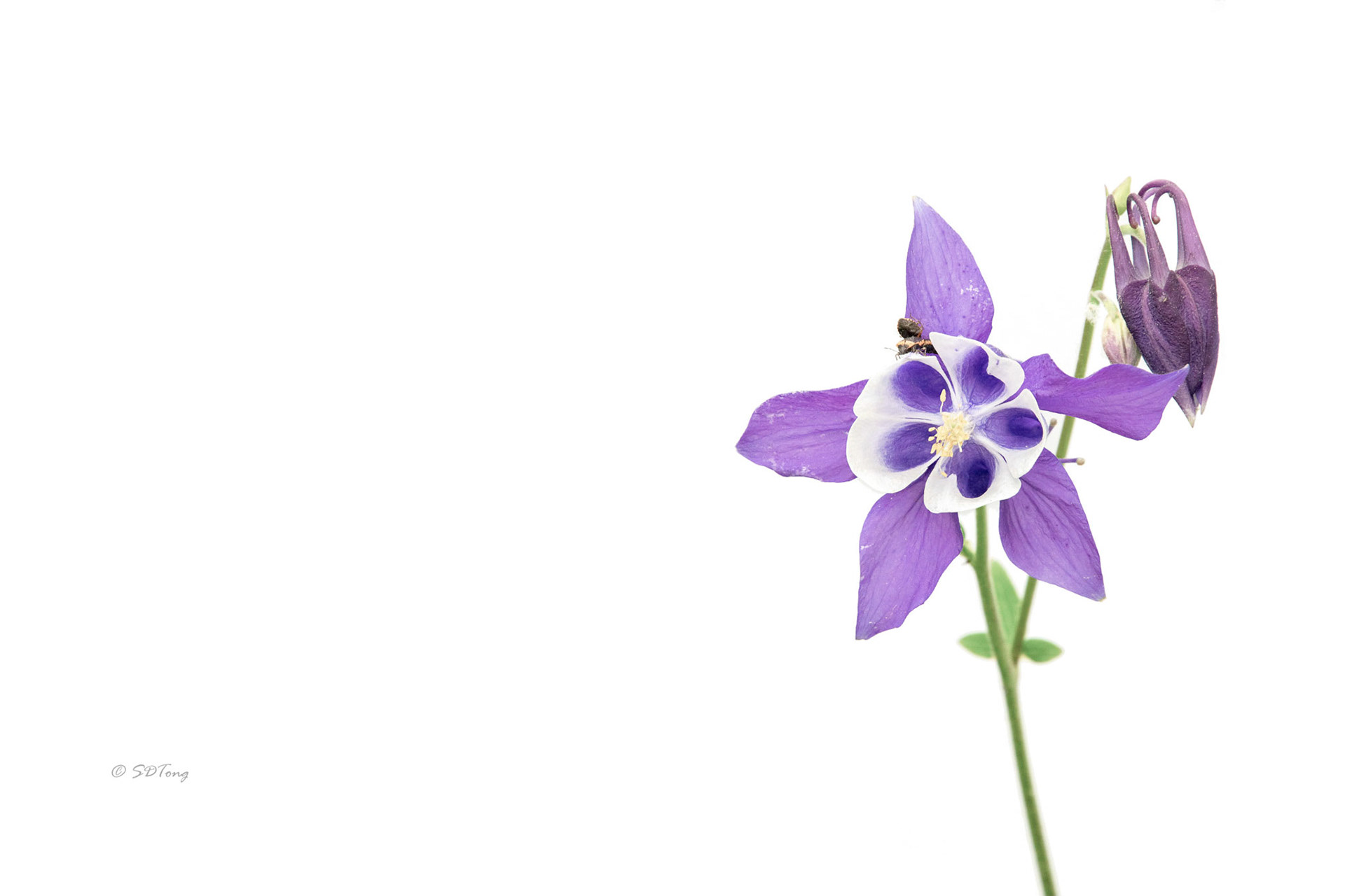 Columbine  To The Right