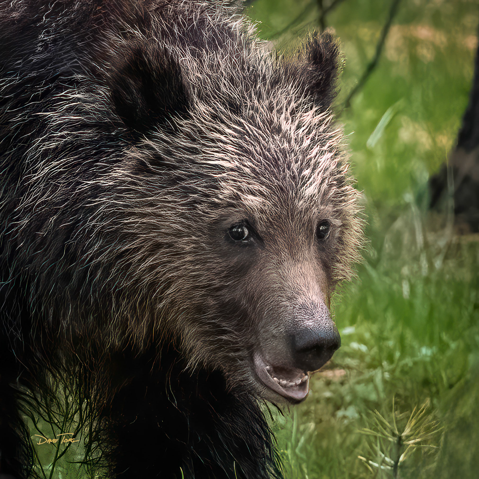 Little Bear | Grizzly Yearling