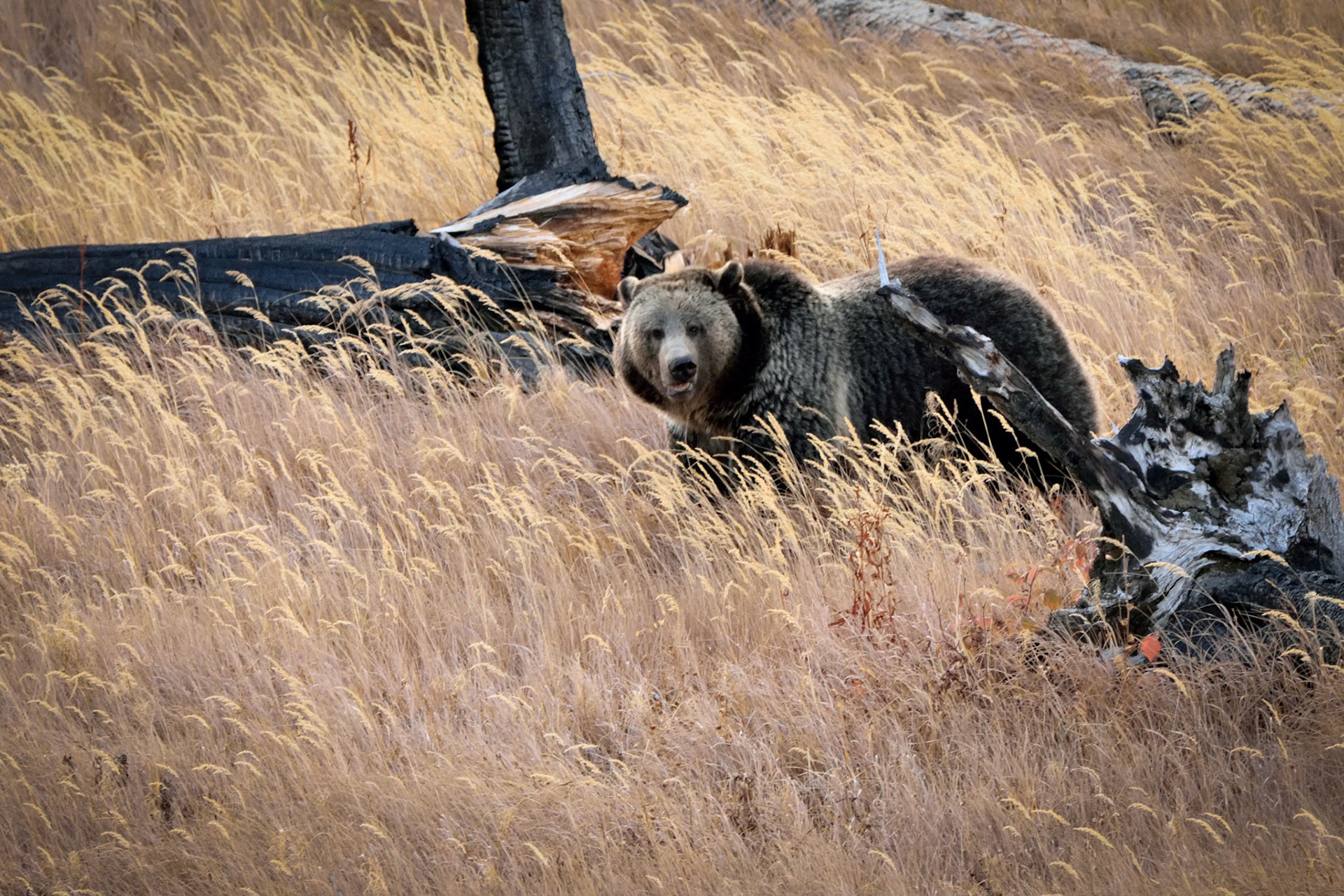 Walk the Way the Wind Blows