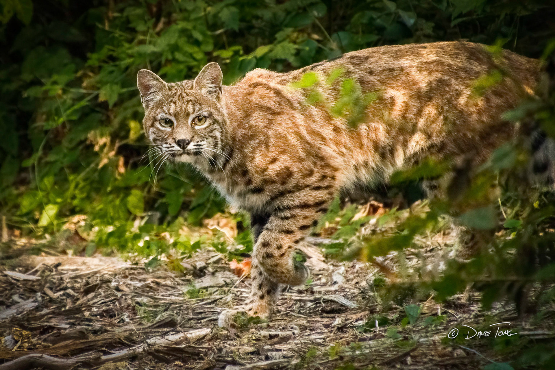 Bobcat On the Prowl - Detected