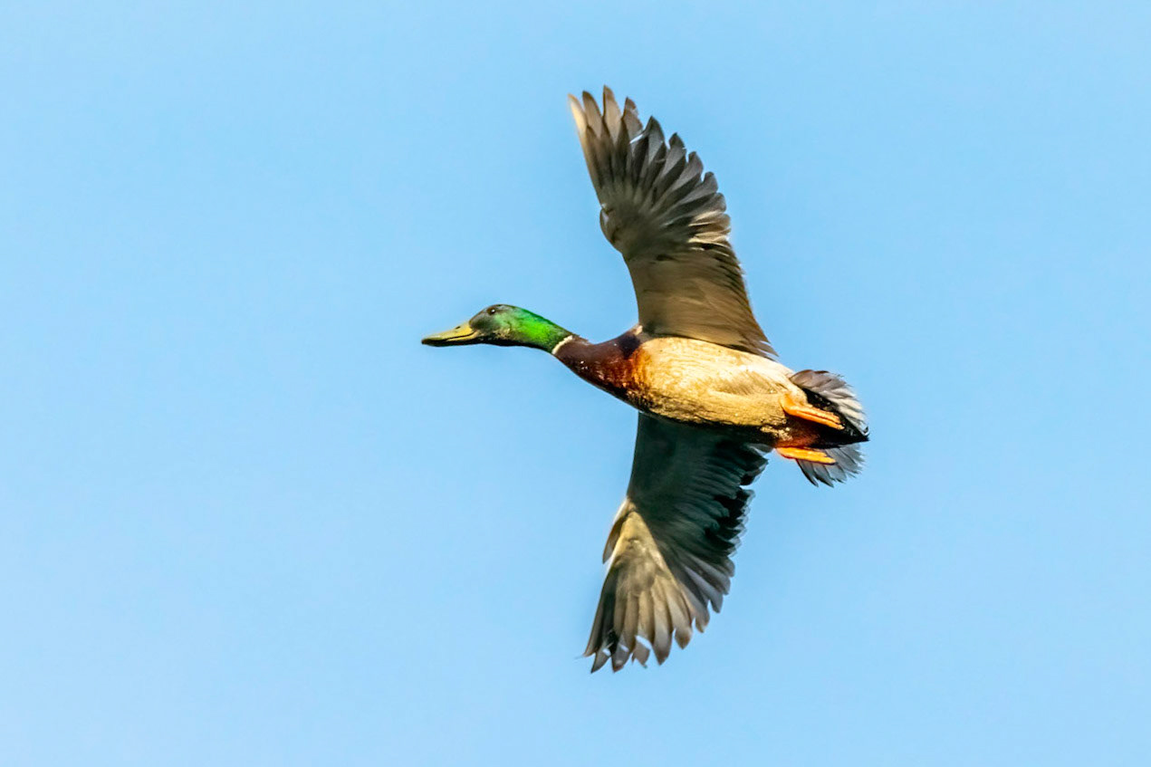Mallard on Blue