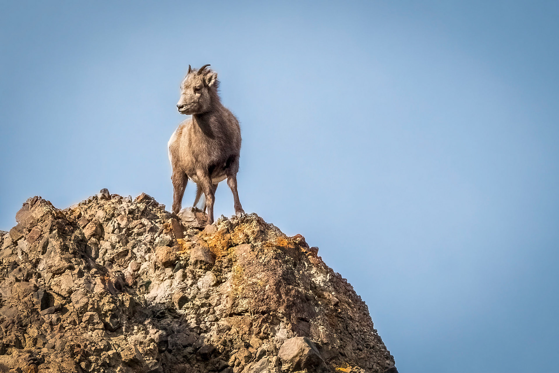 Prince of the Peak