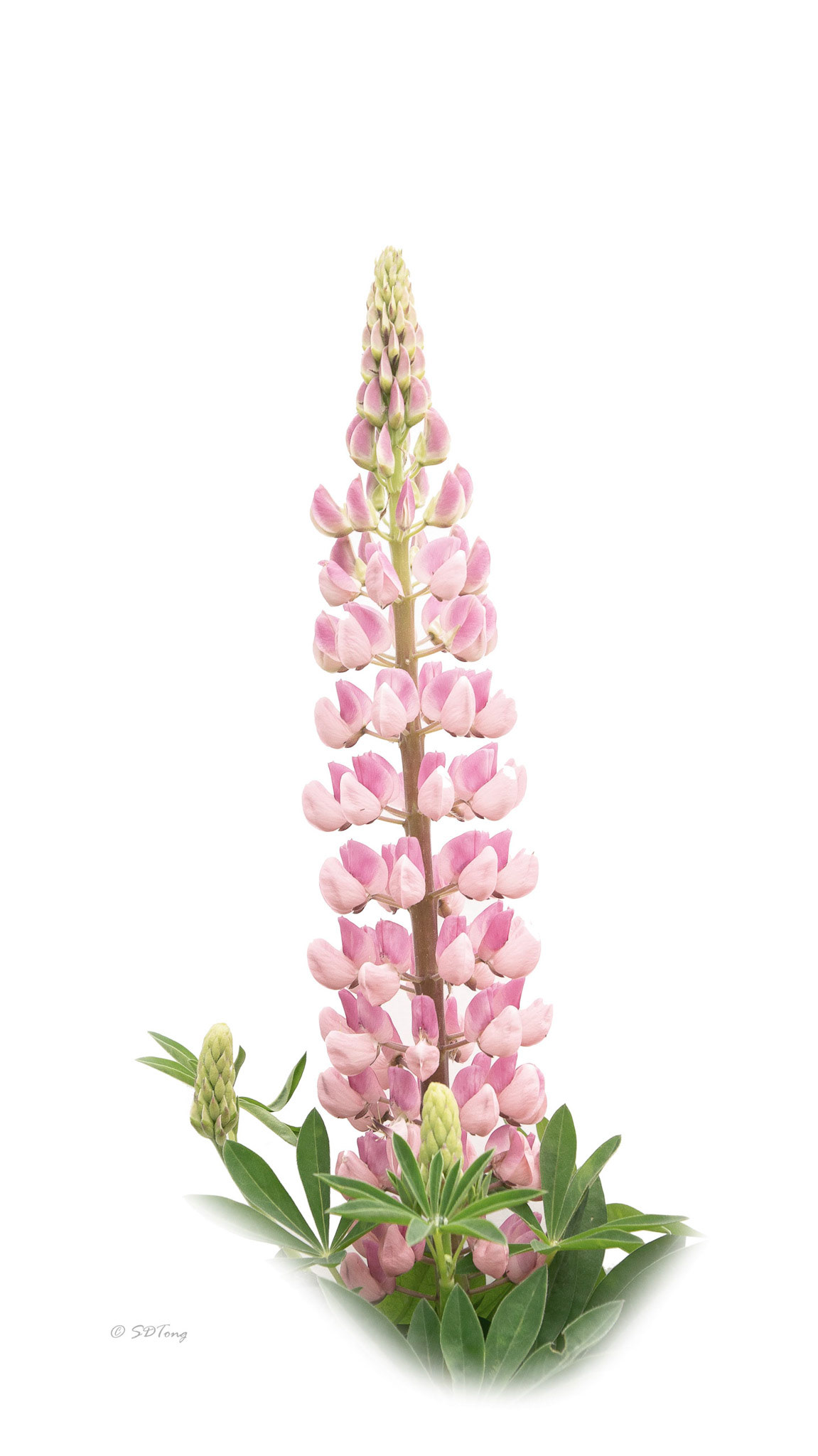 Pink Lupine Solo