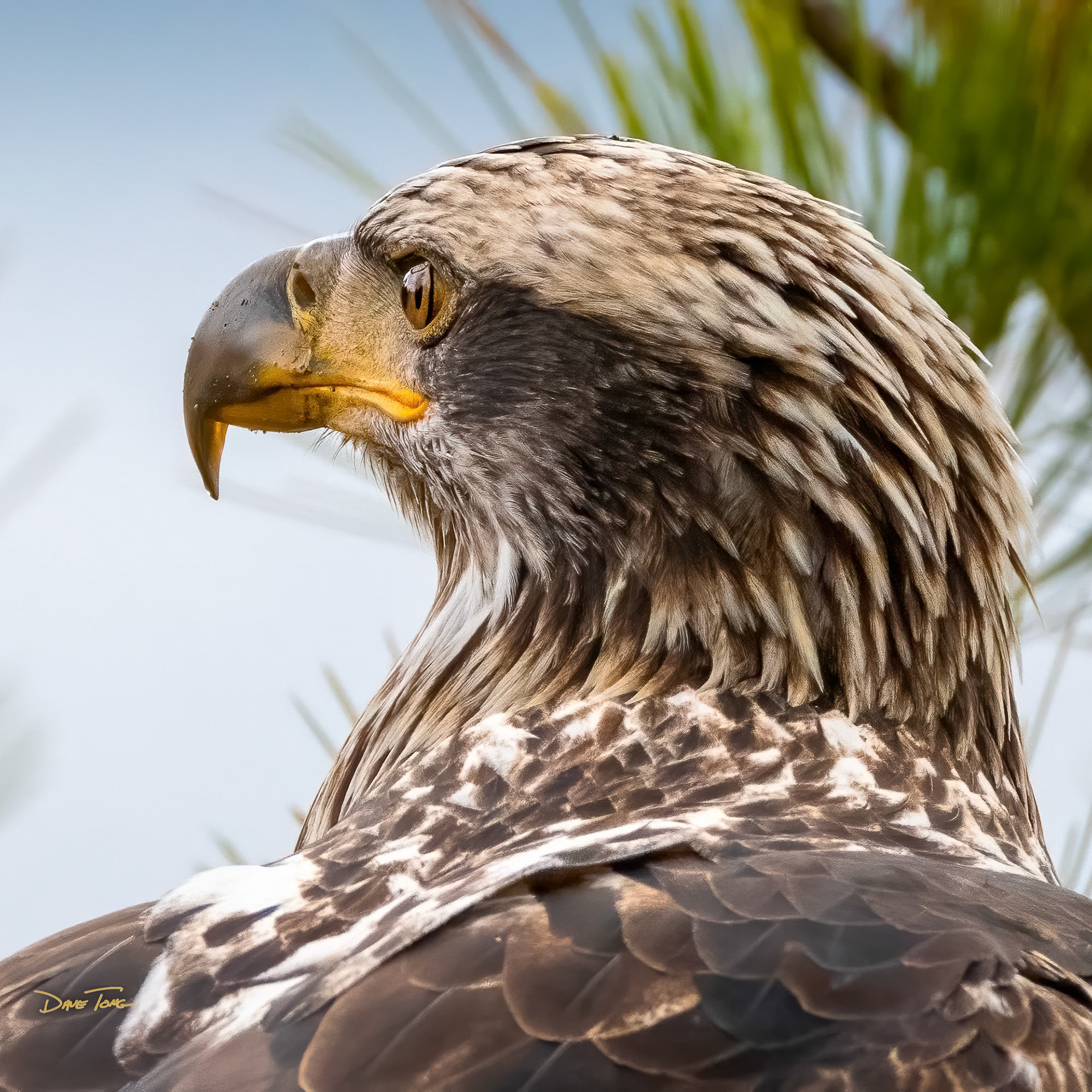 Watchful | Immature Bald Eagle