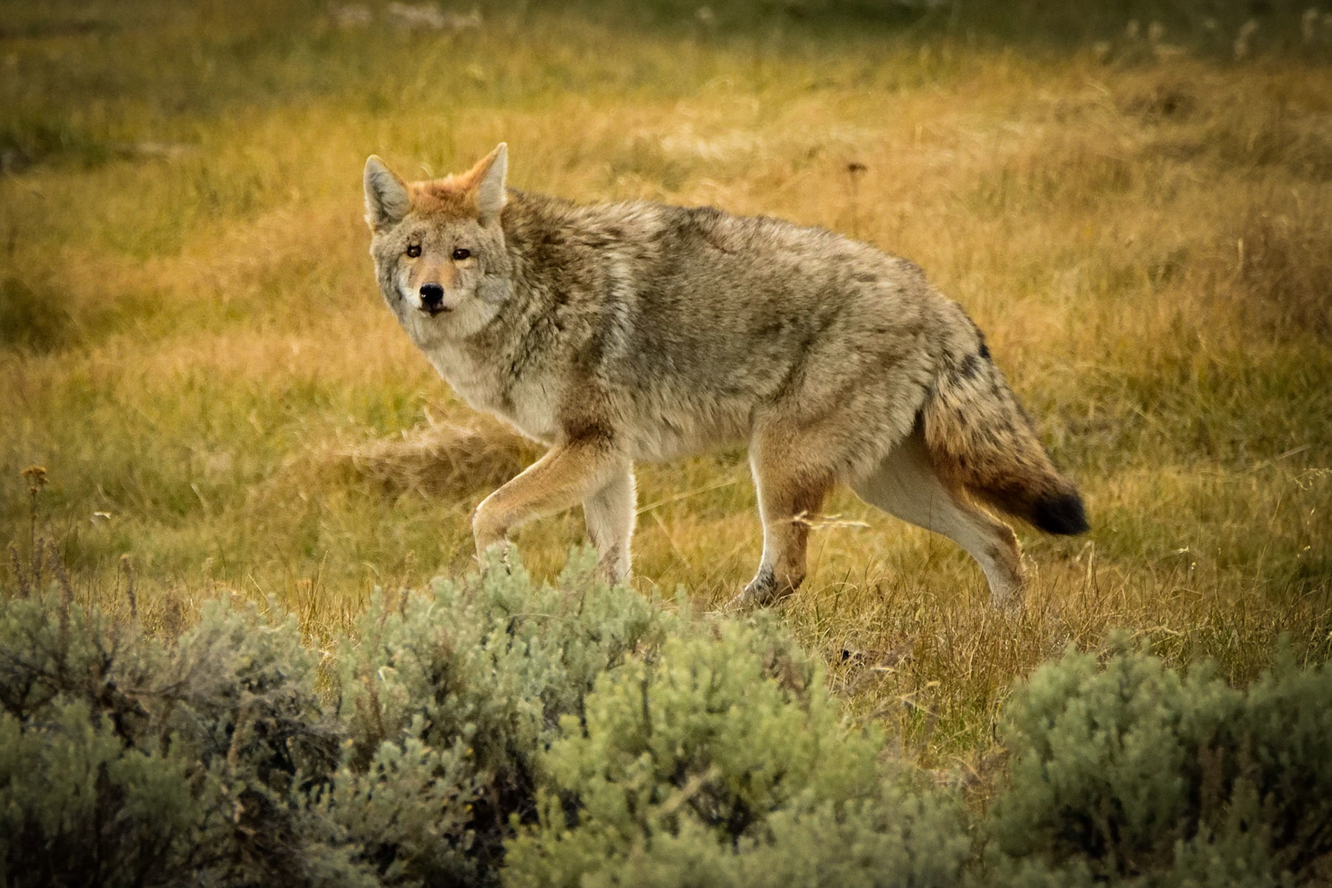 Lamar Coyote