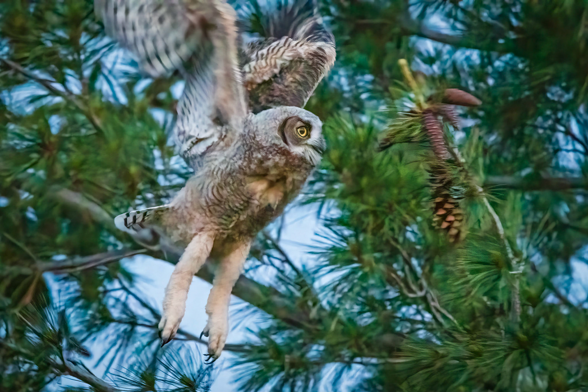 Young Flight