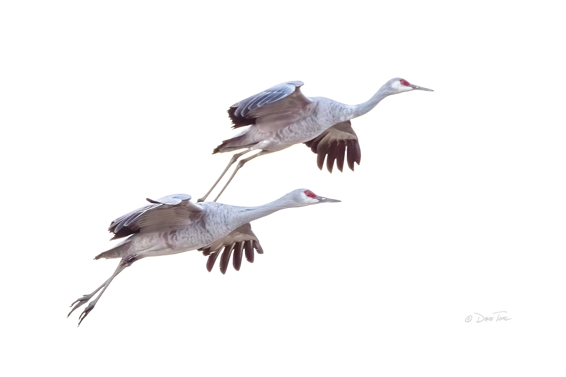 Sandhill Cranes | Stacked
