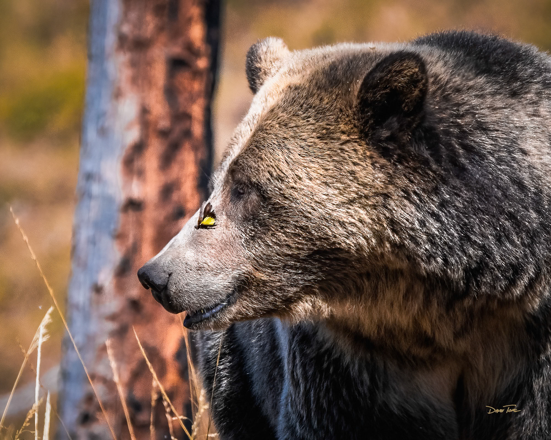 BeheMoth | Grizzly Bear and Moth