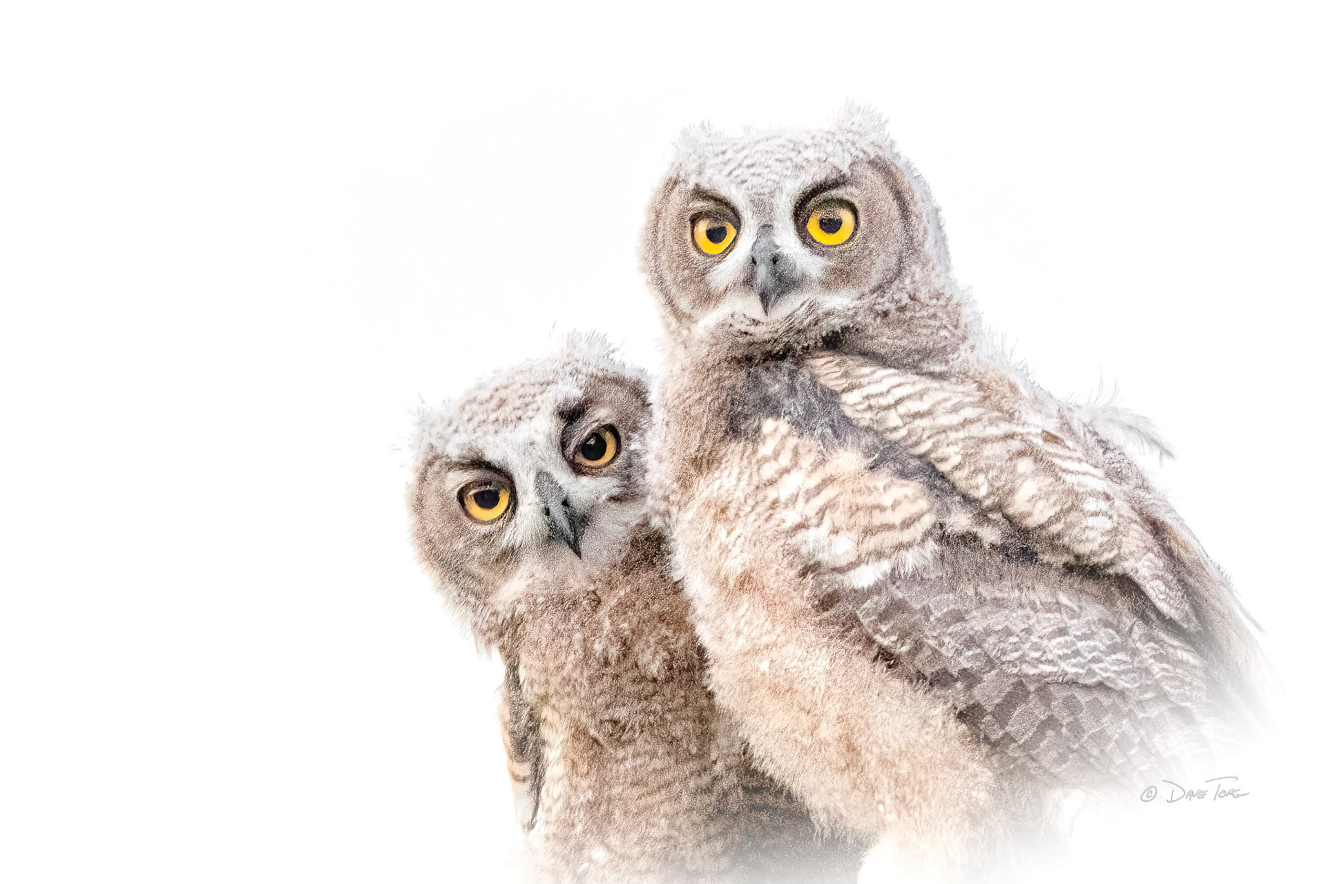 Portrait Pair
