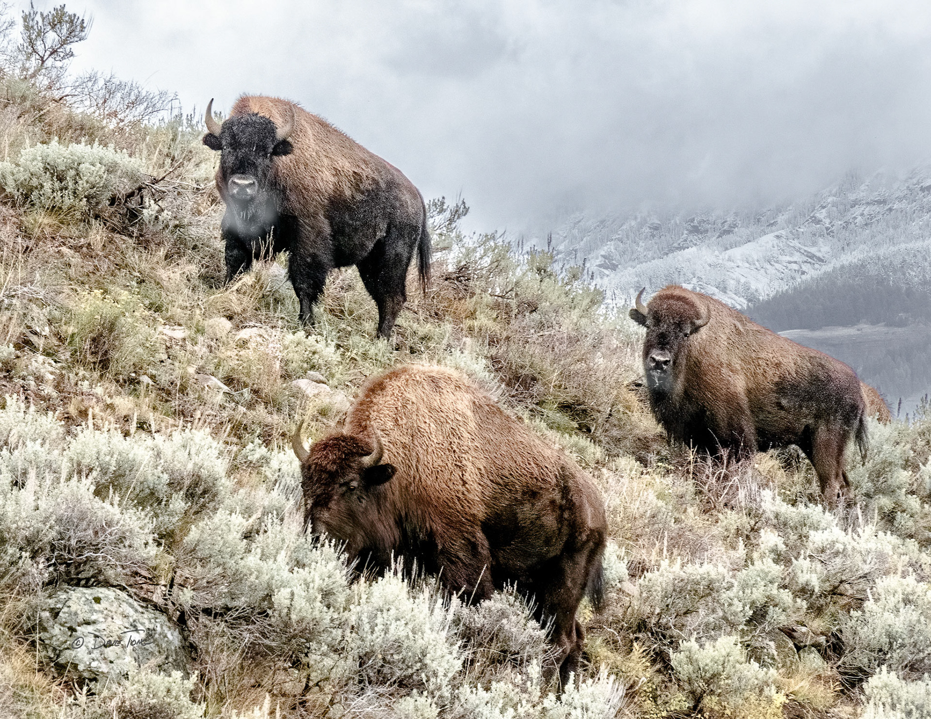 Bison | On The Verge of Winter