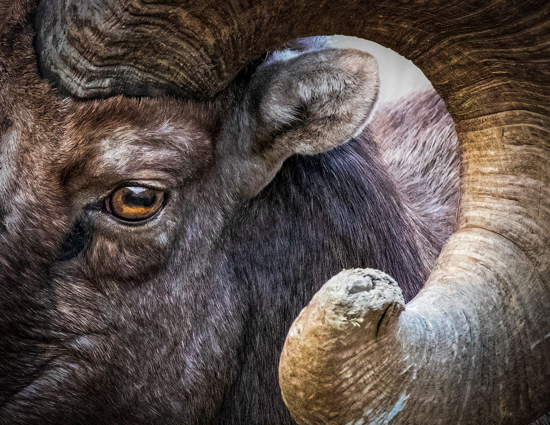 Ram Vortex