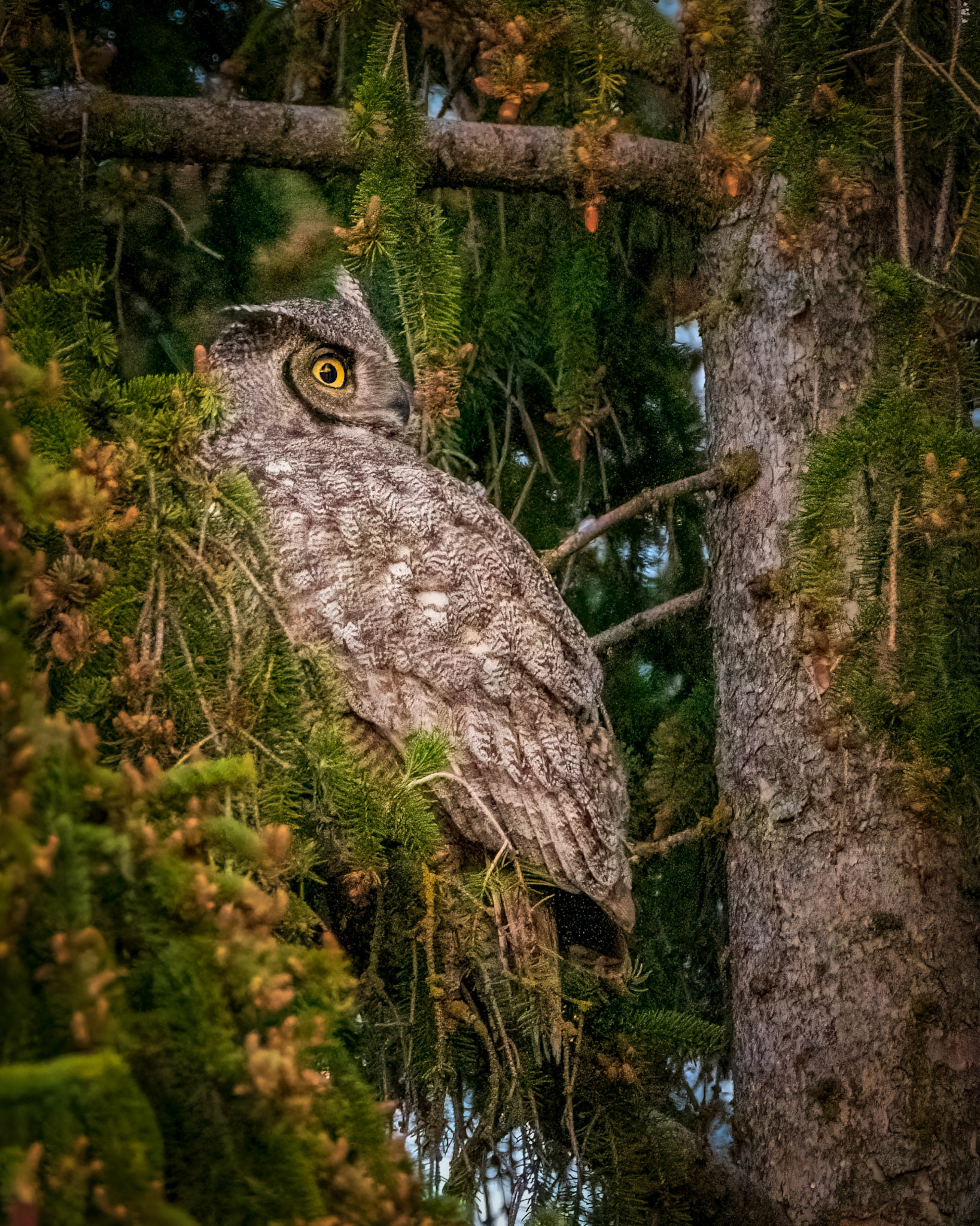 Spruce Roost
