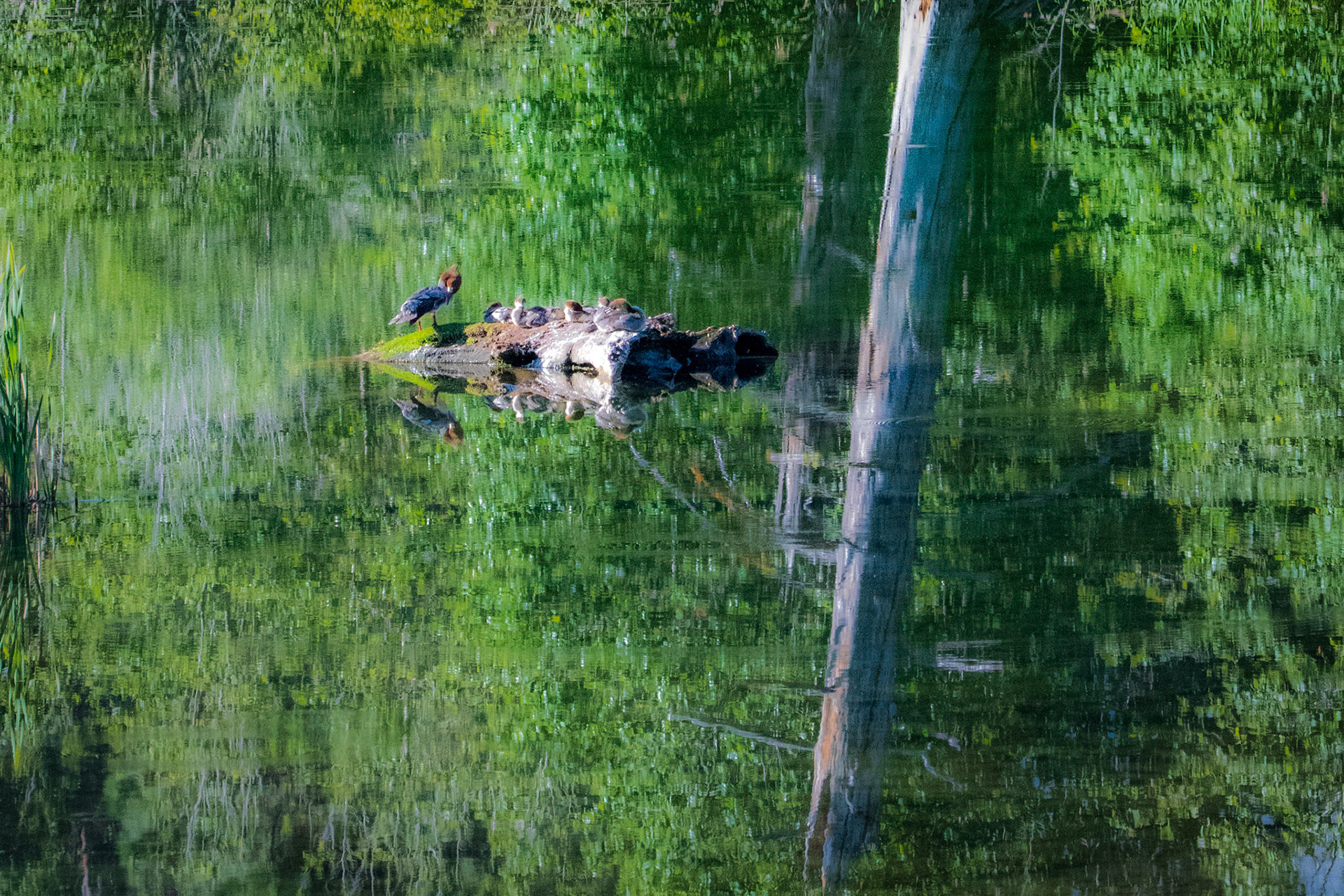 Merganser Isle with Snag