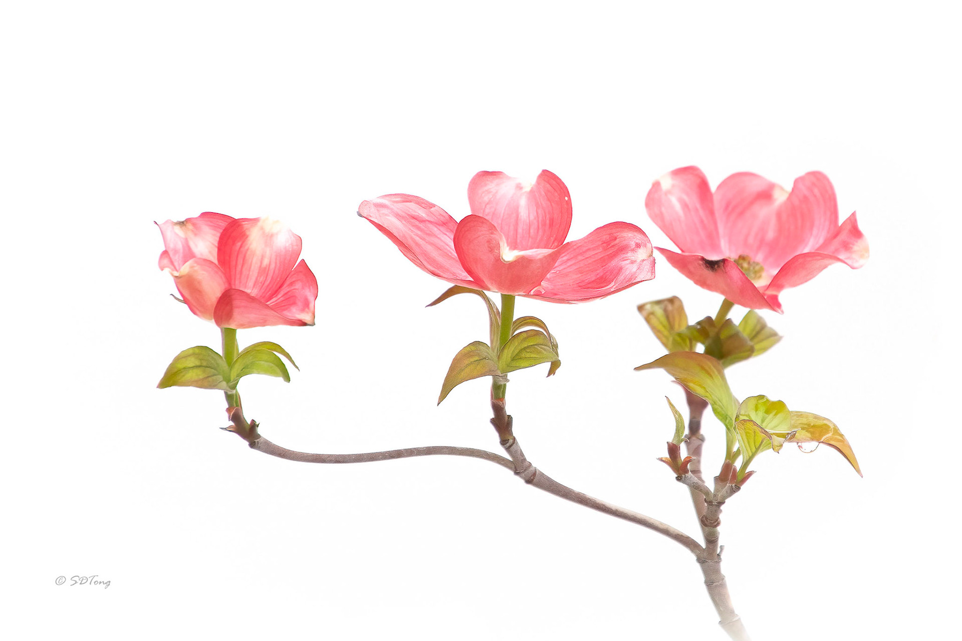 Flowering Dogwood Trio
