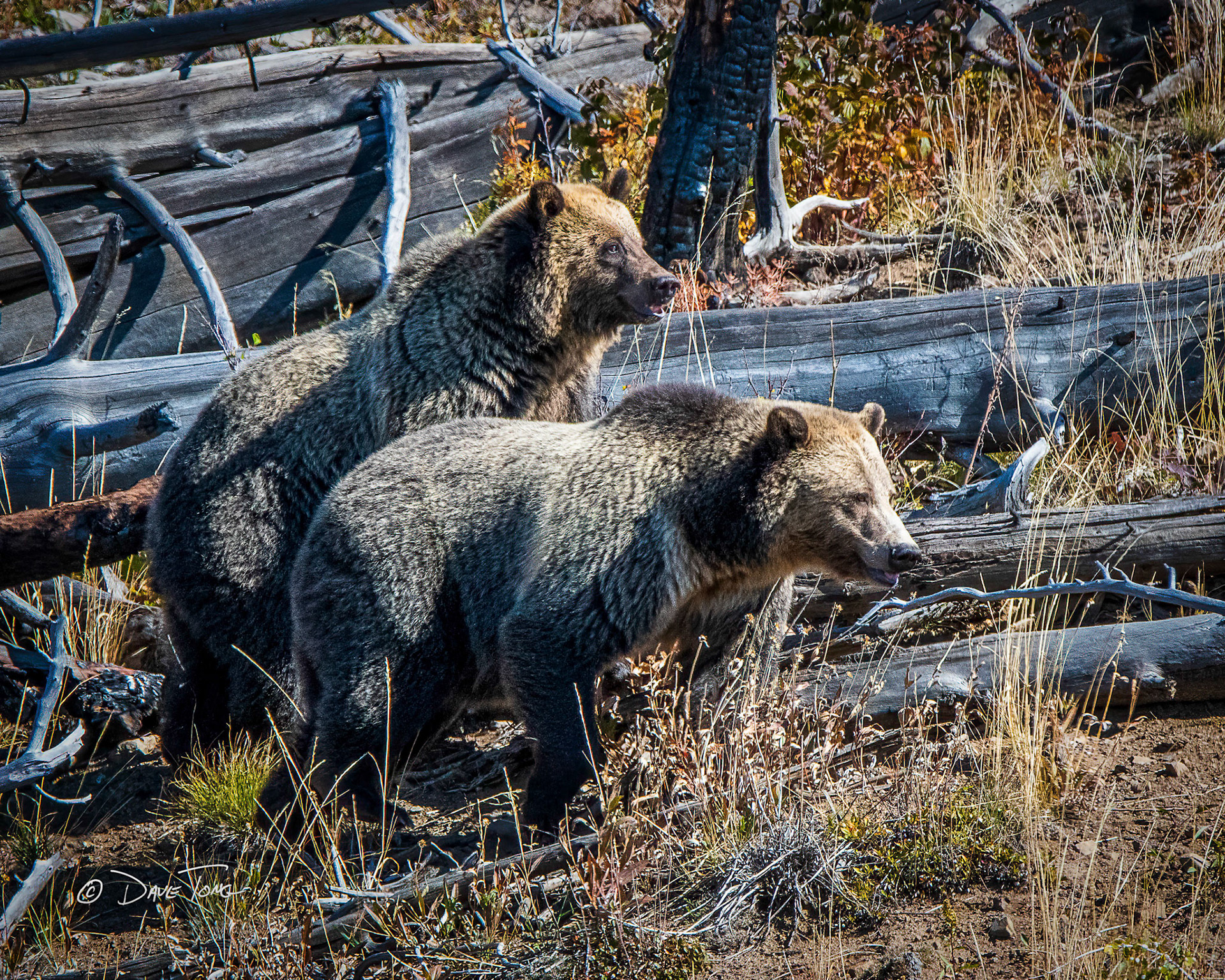 Grizzlies | Silver-tipped Duo