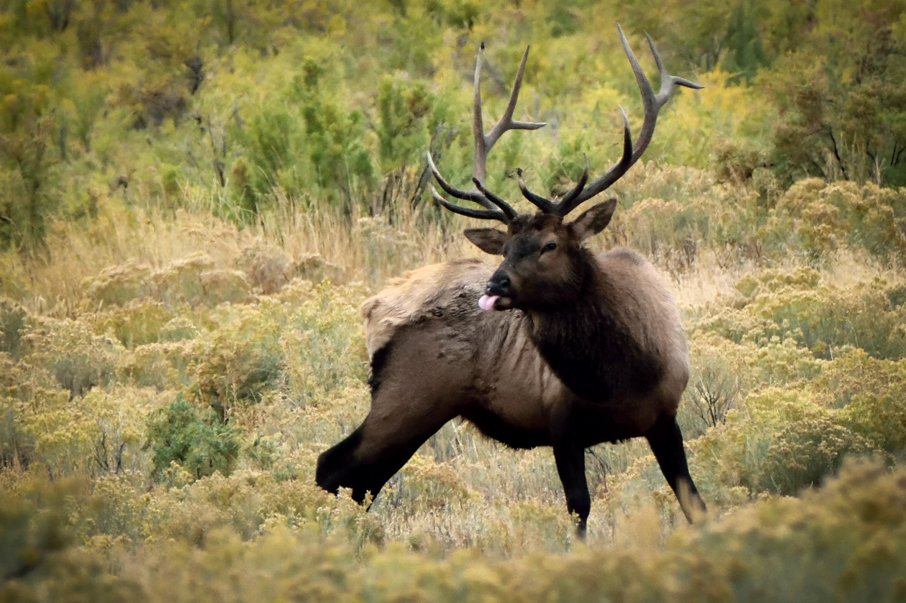 Bull Elk with Attitude