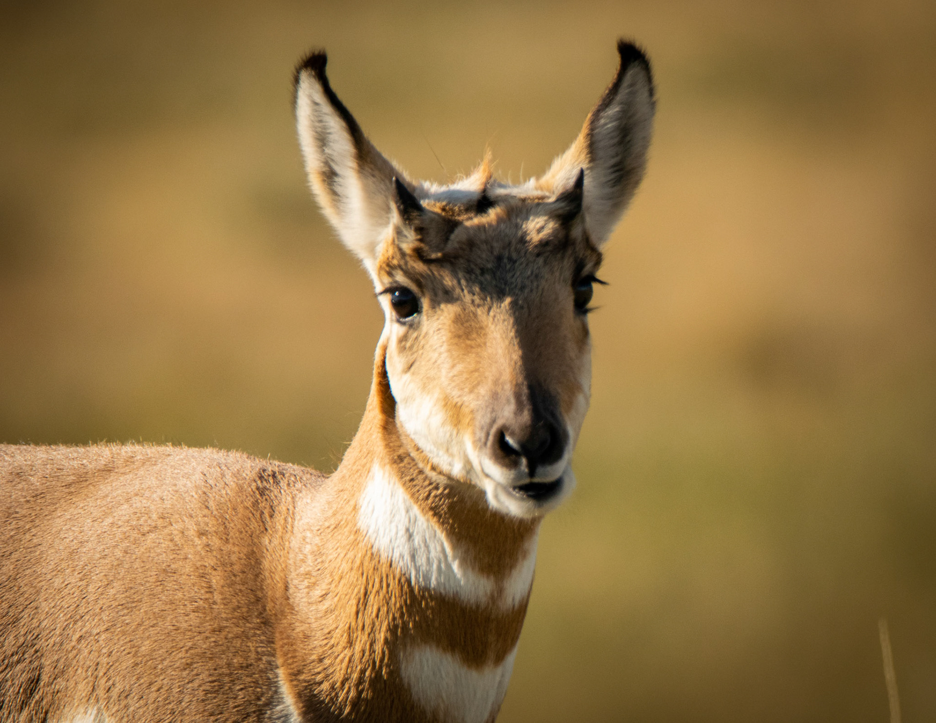 Pronghorn Gold