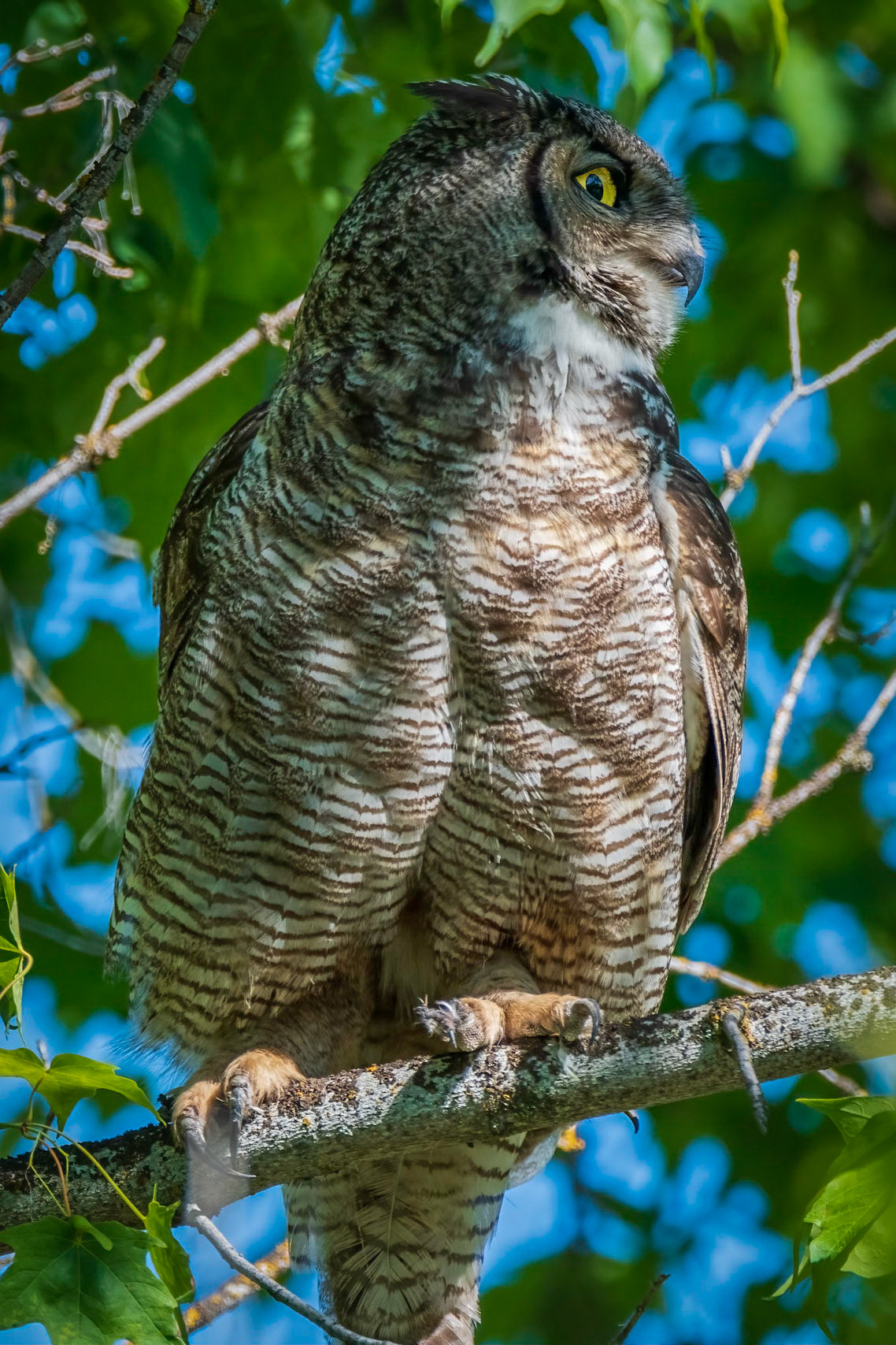 Maple Owl