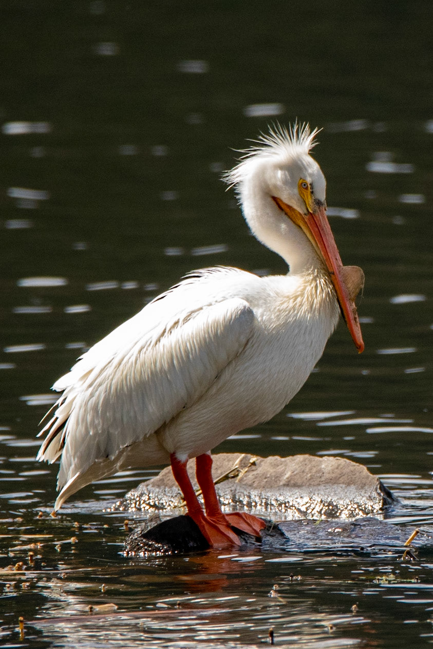 Pelican on the Rocks