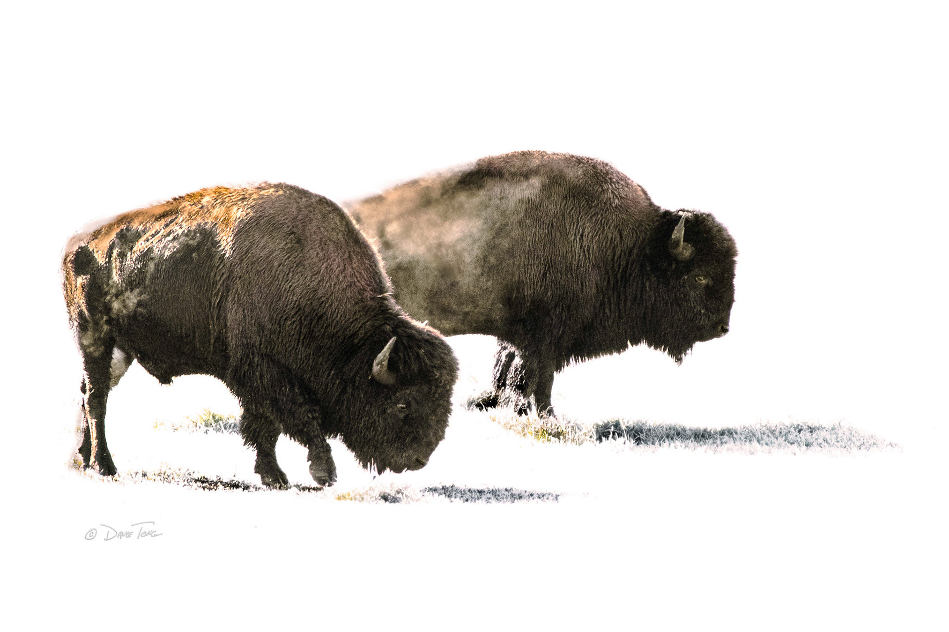 Bison in the Mist