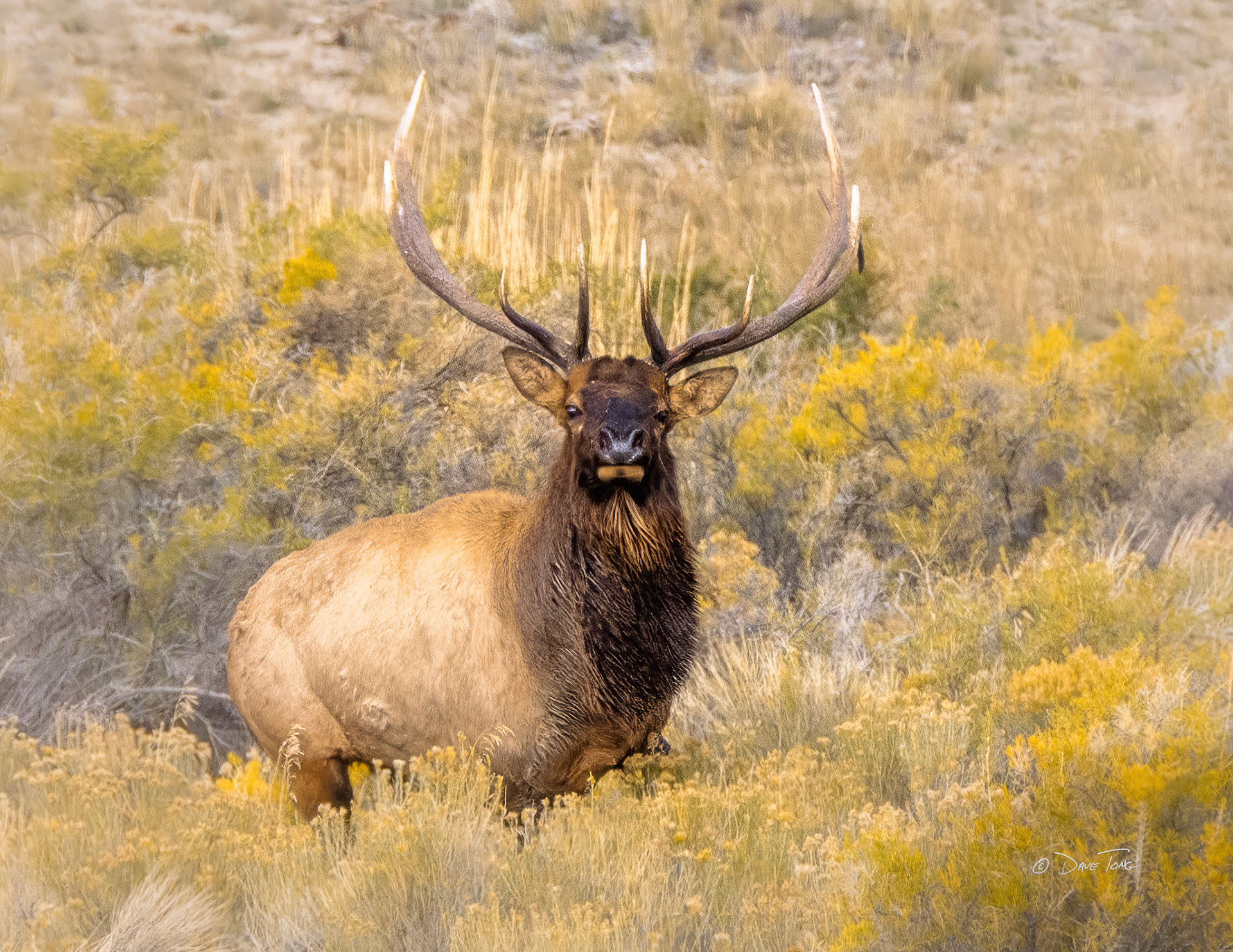 Bull Elk in the Brush