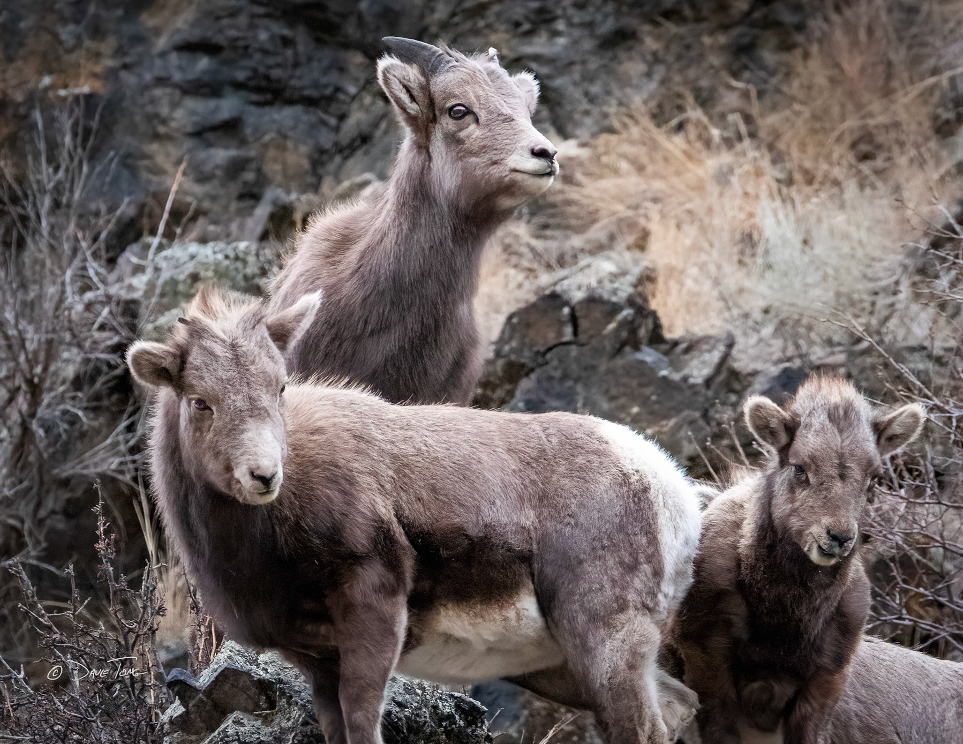 Lamb Trio