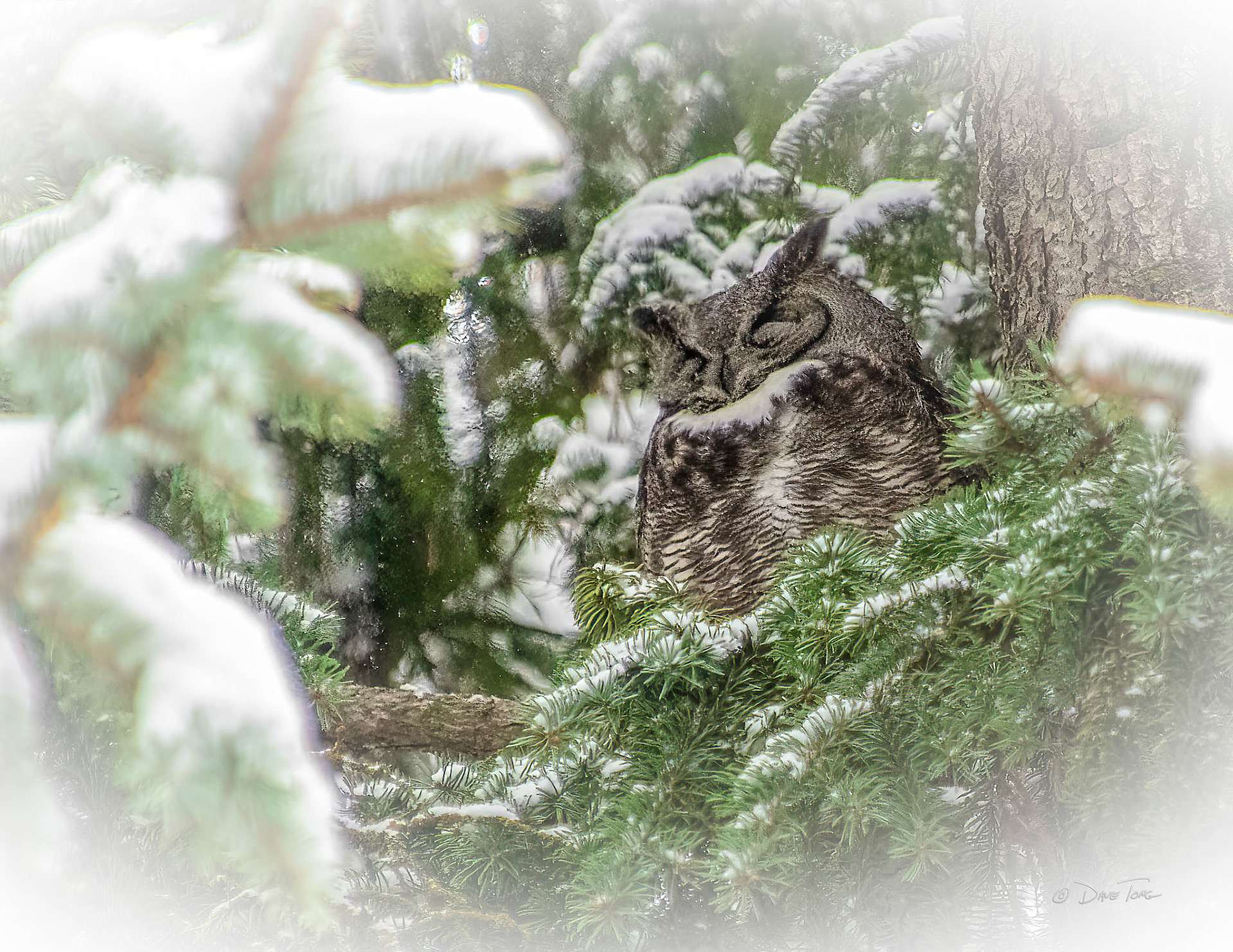 Winter Rest