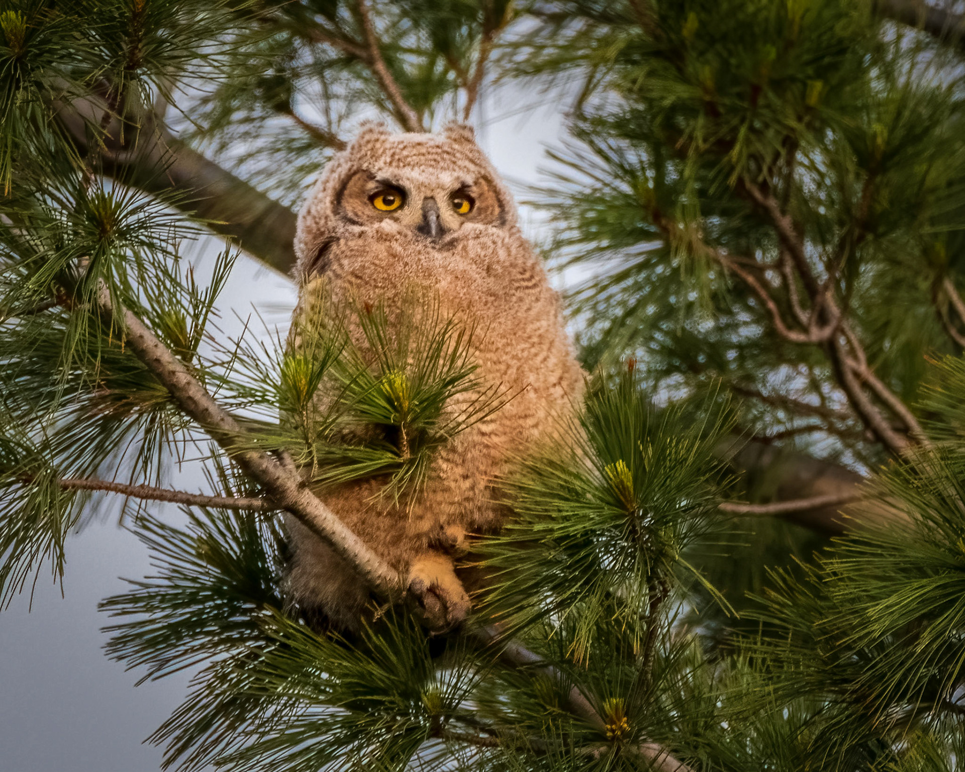 Fledgling