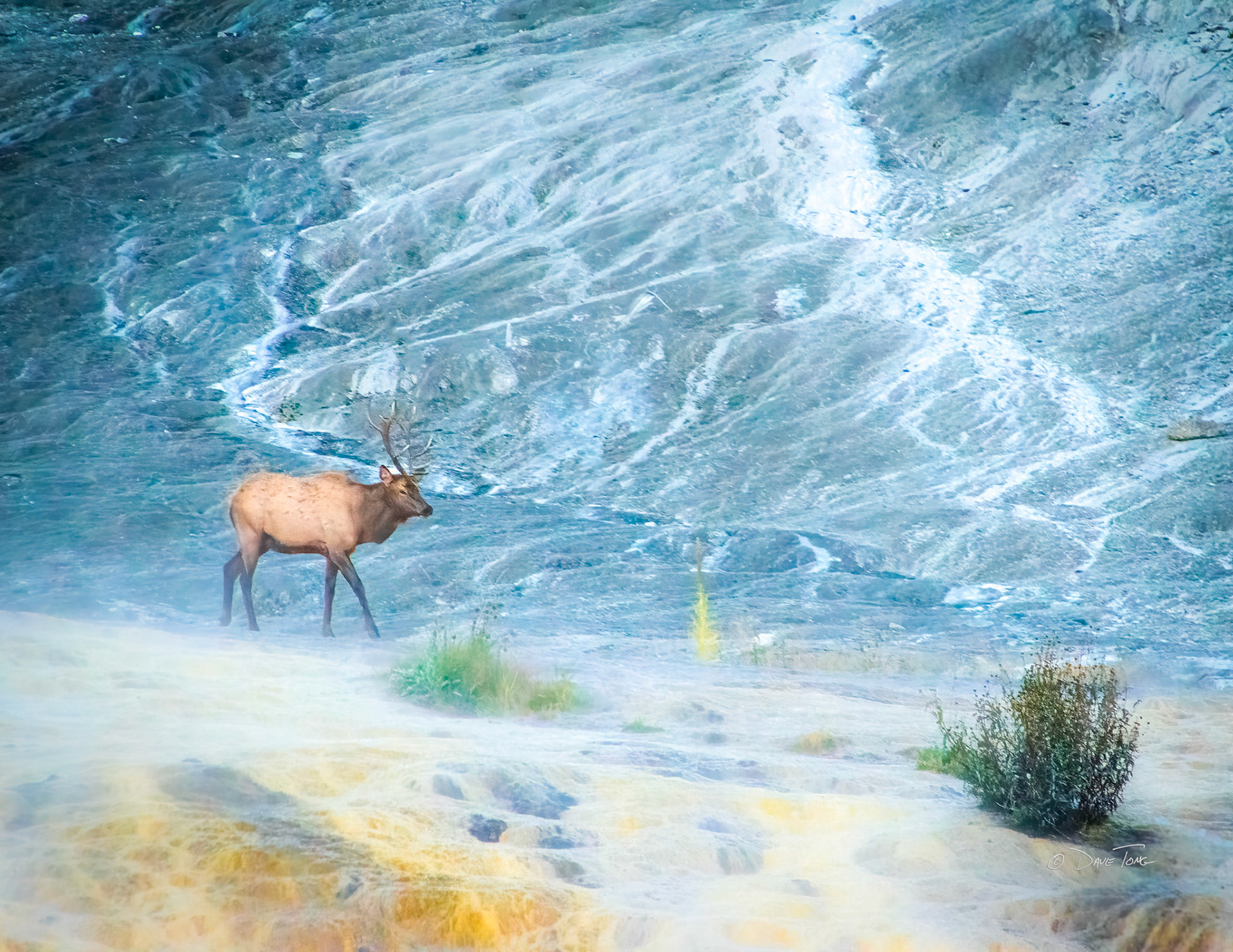Bull Elk | Hot Springs Stroll