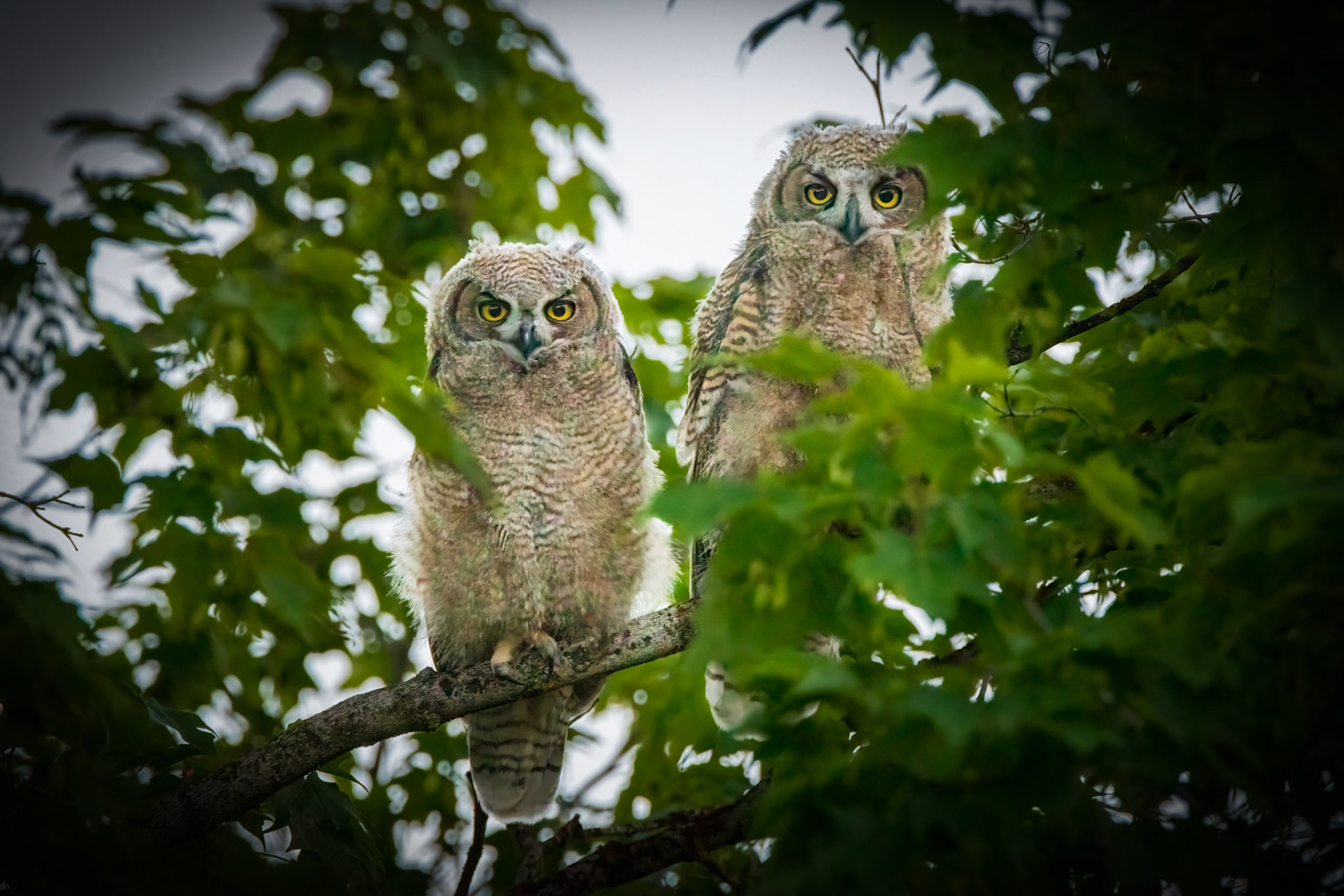 Fledgling Pair