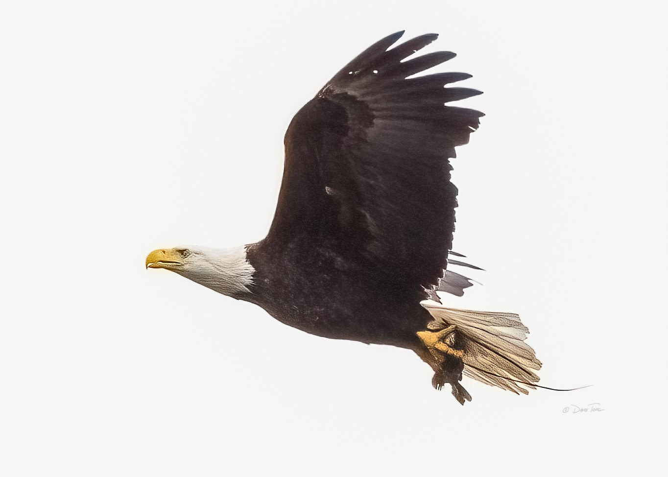 Lunch Flight