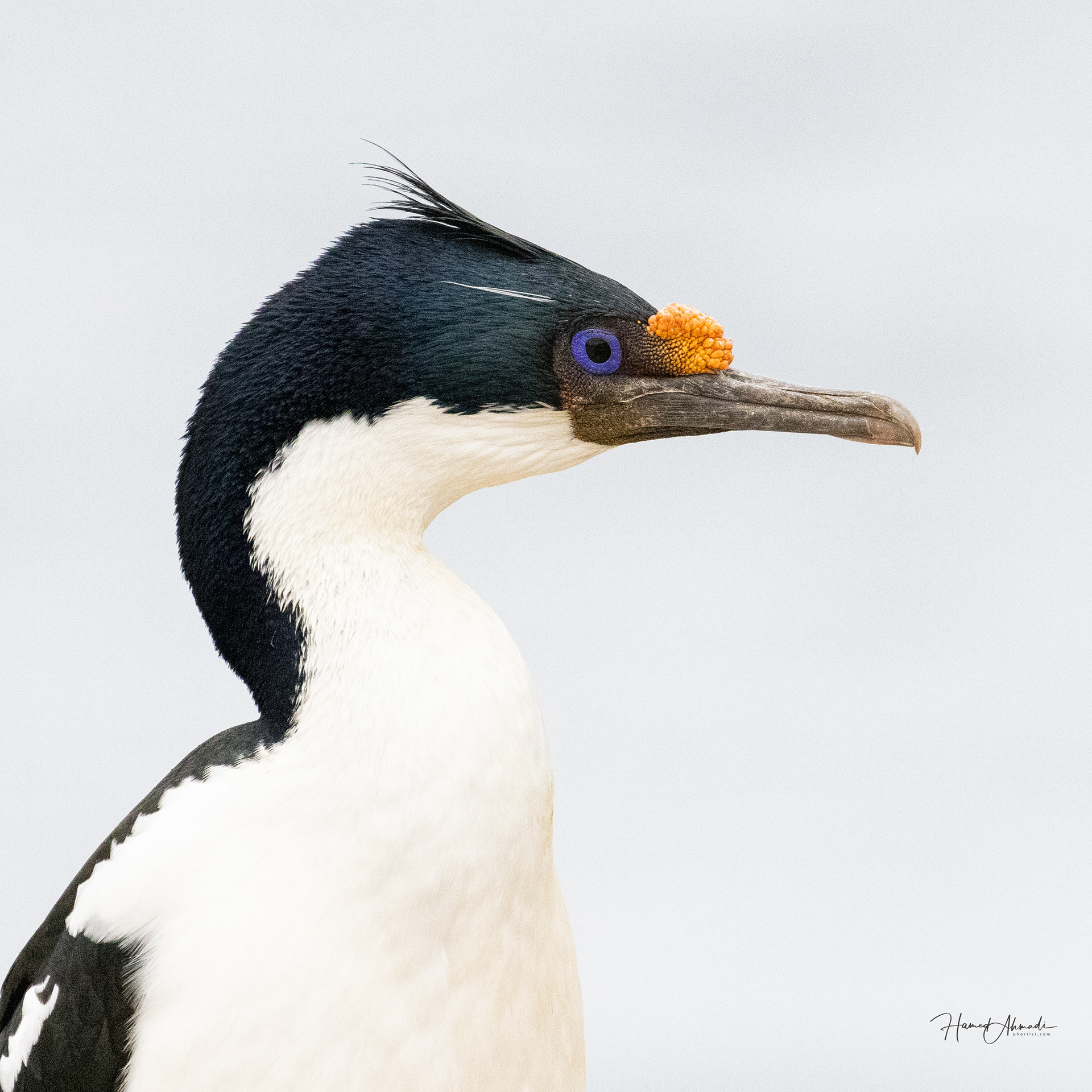 Blue Eye Cormorant, Falkland Islands
