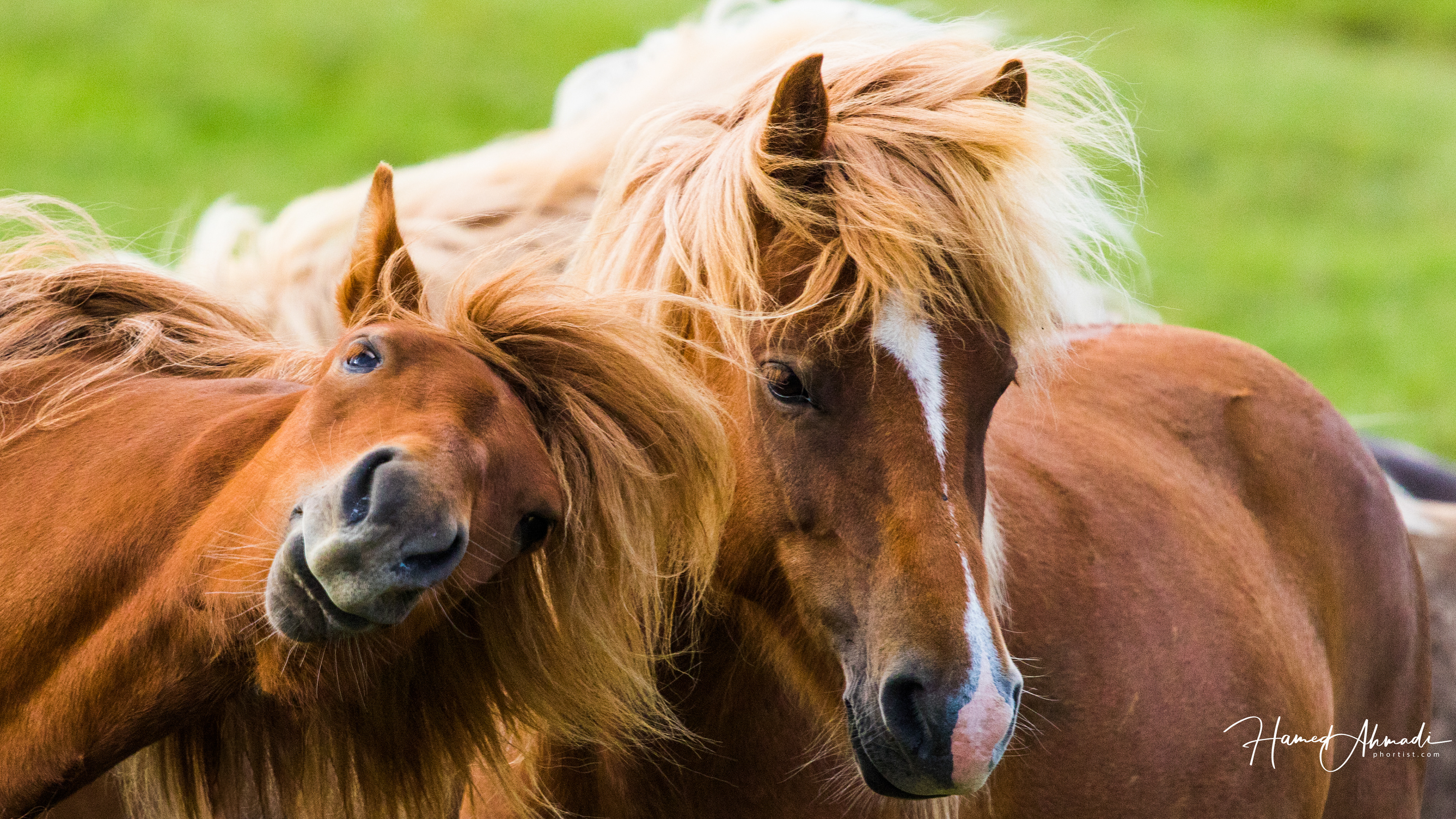 Wild Horses, Iceland