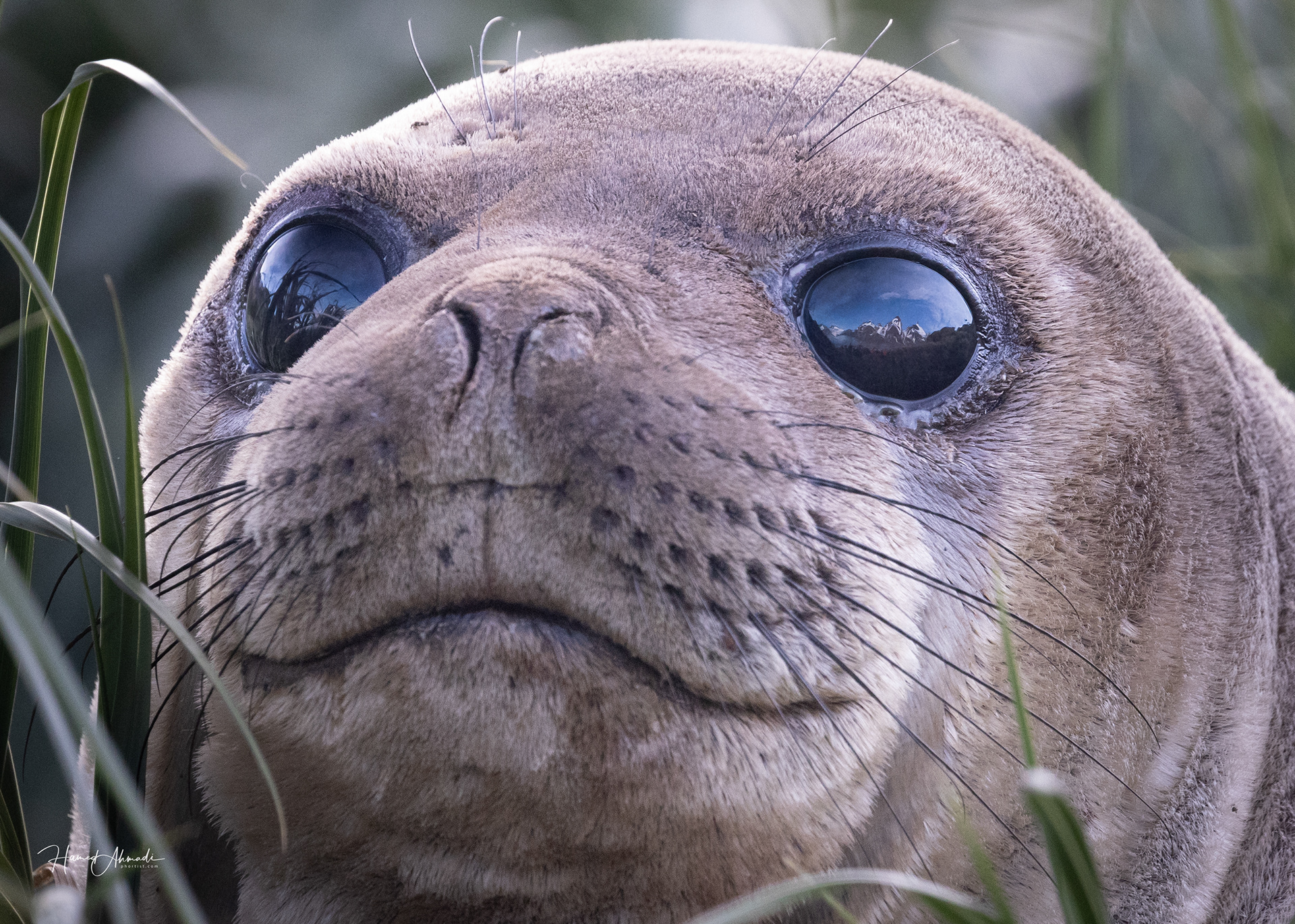 Seal's View of the Mountains, South Georgia Island