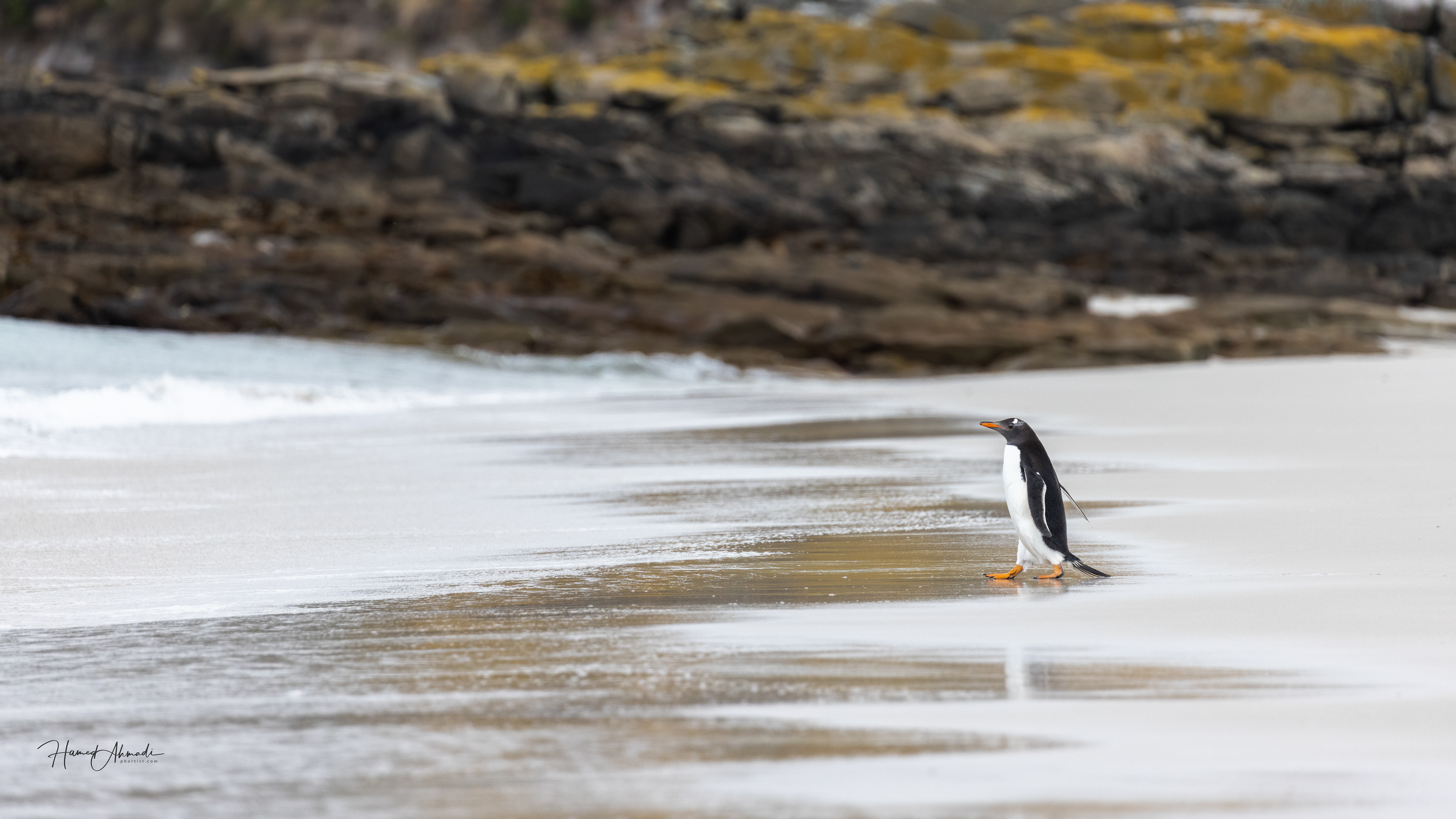 Gentoo Penguin, Falkland Island