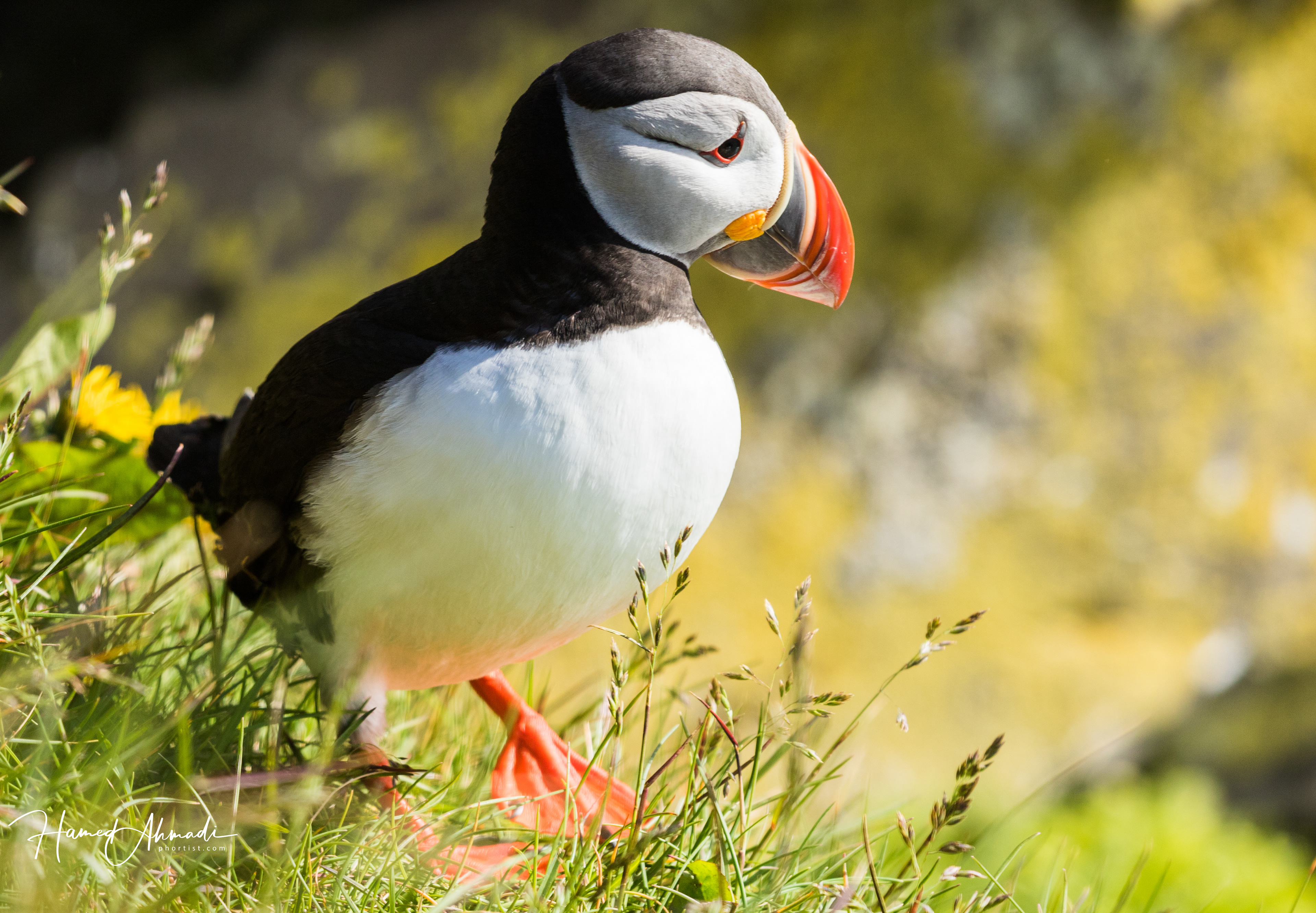 Puffin, Iceland