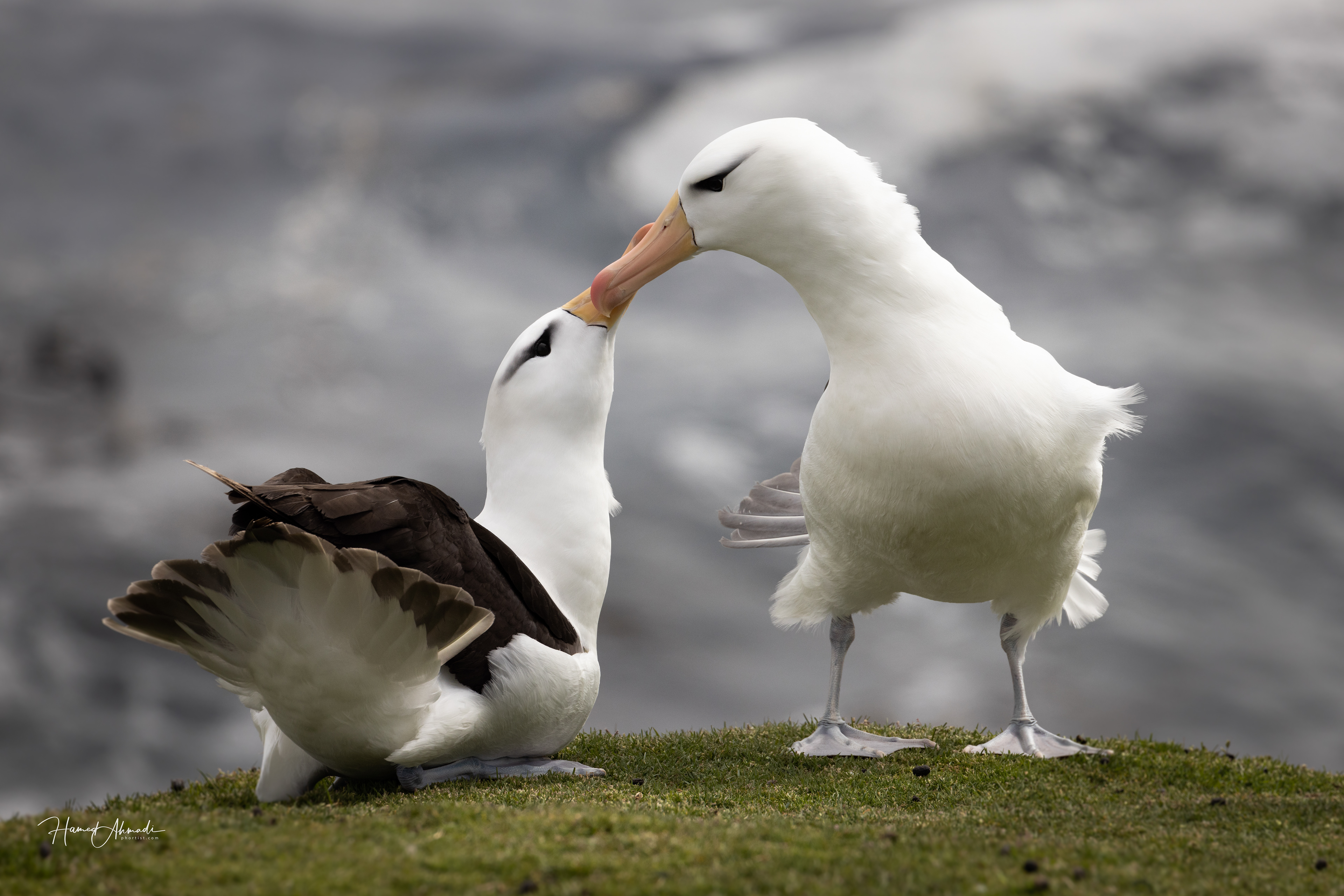 Black Browed Albatrosses, Falkland Islands