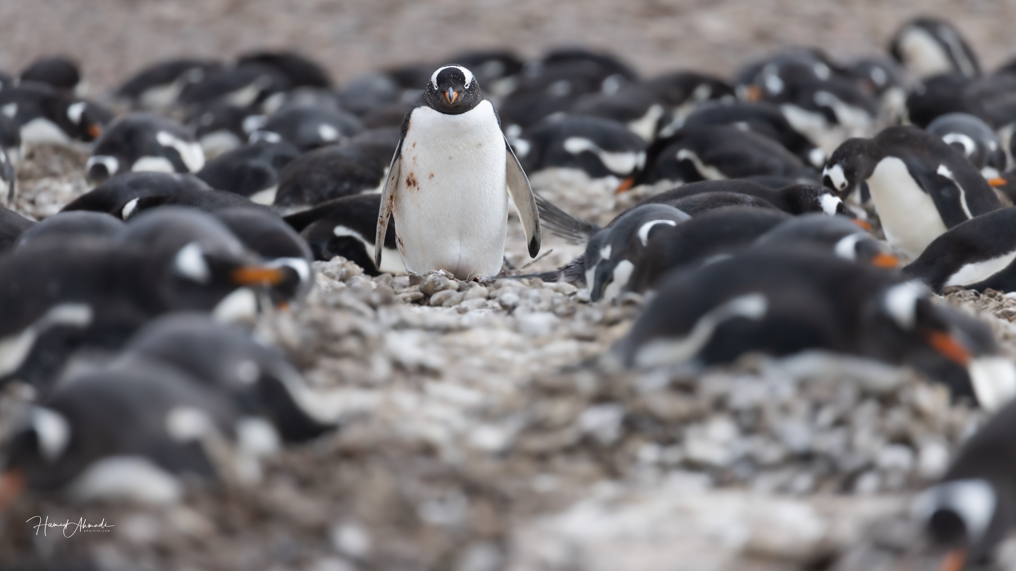 Gentoo Penguins, South Georgia Island