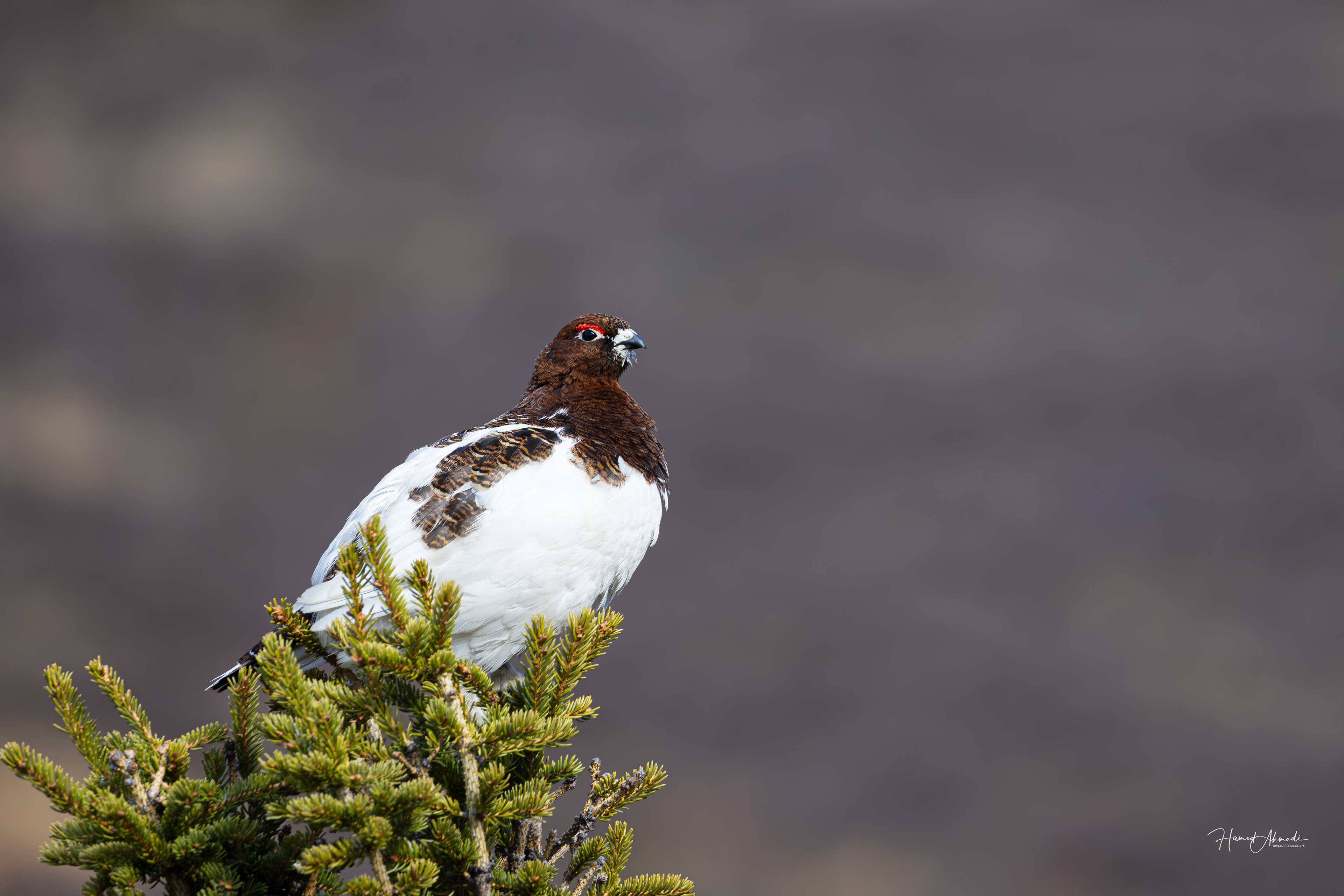 Ptarmigans, Denali National Park, Alaska