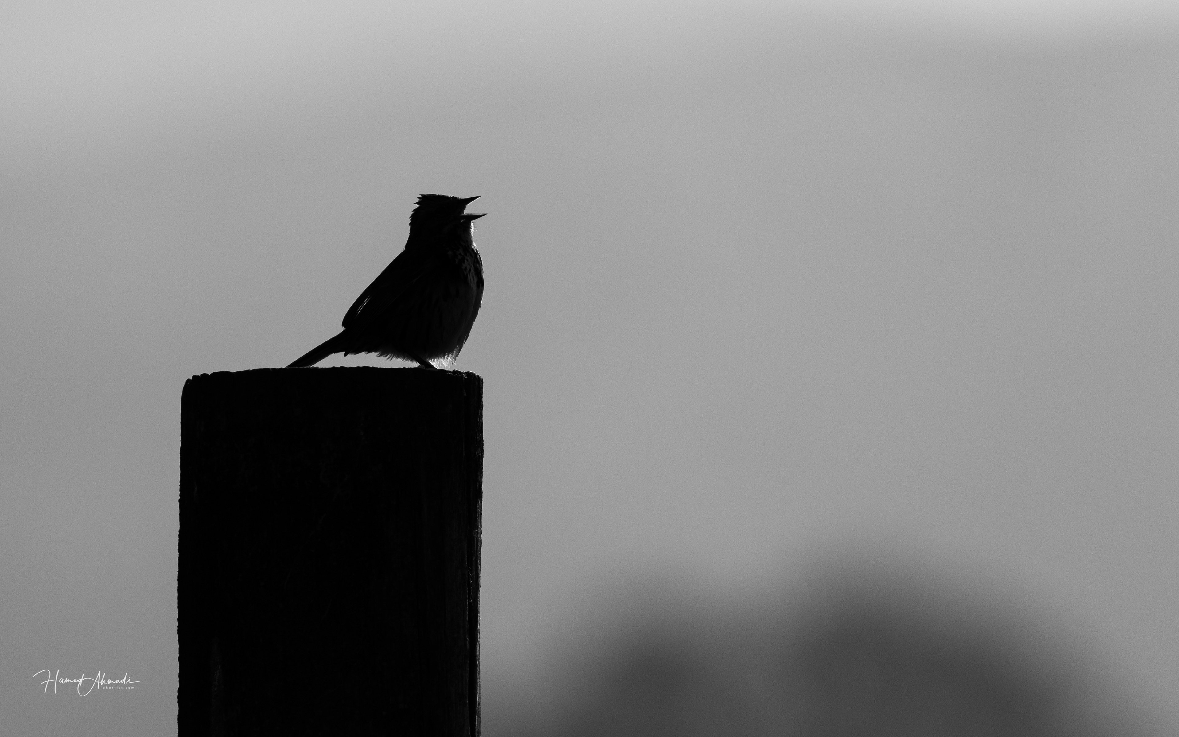 Singing Sparrow - Half Moon Bay, California