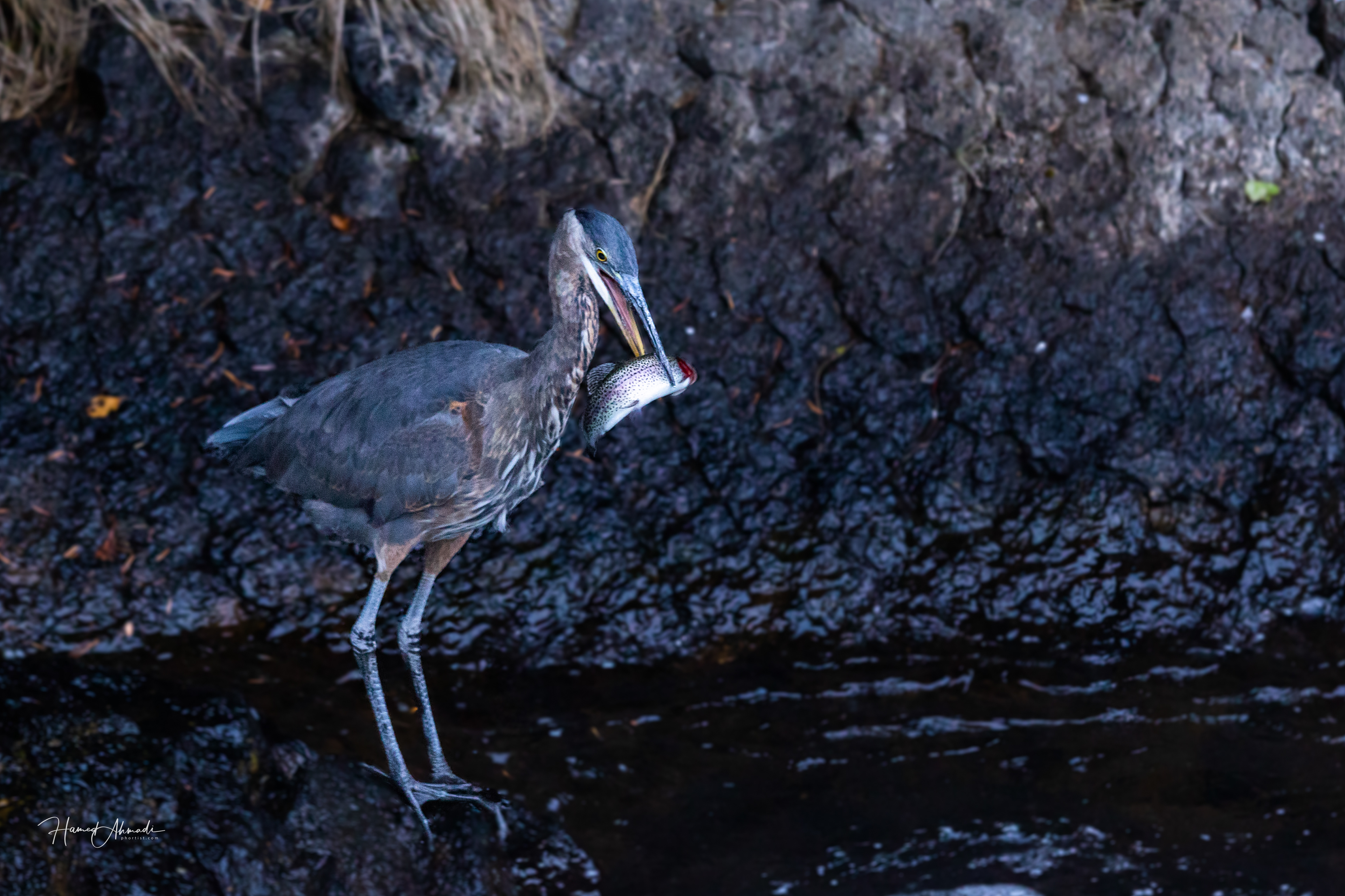 Blue Heron, California