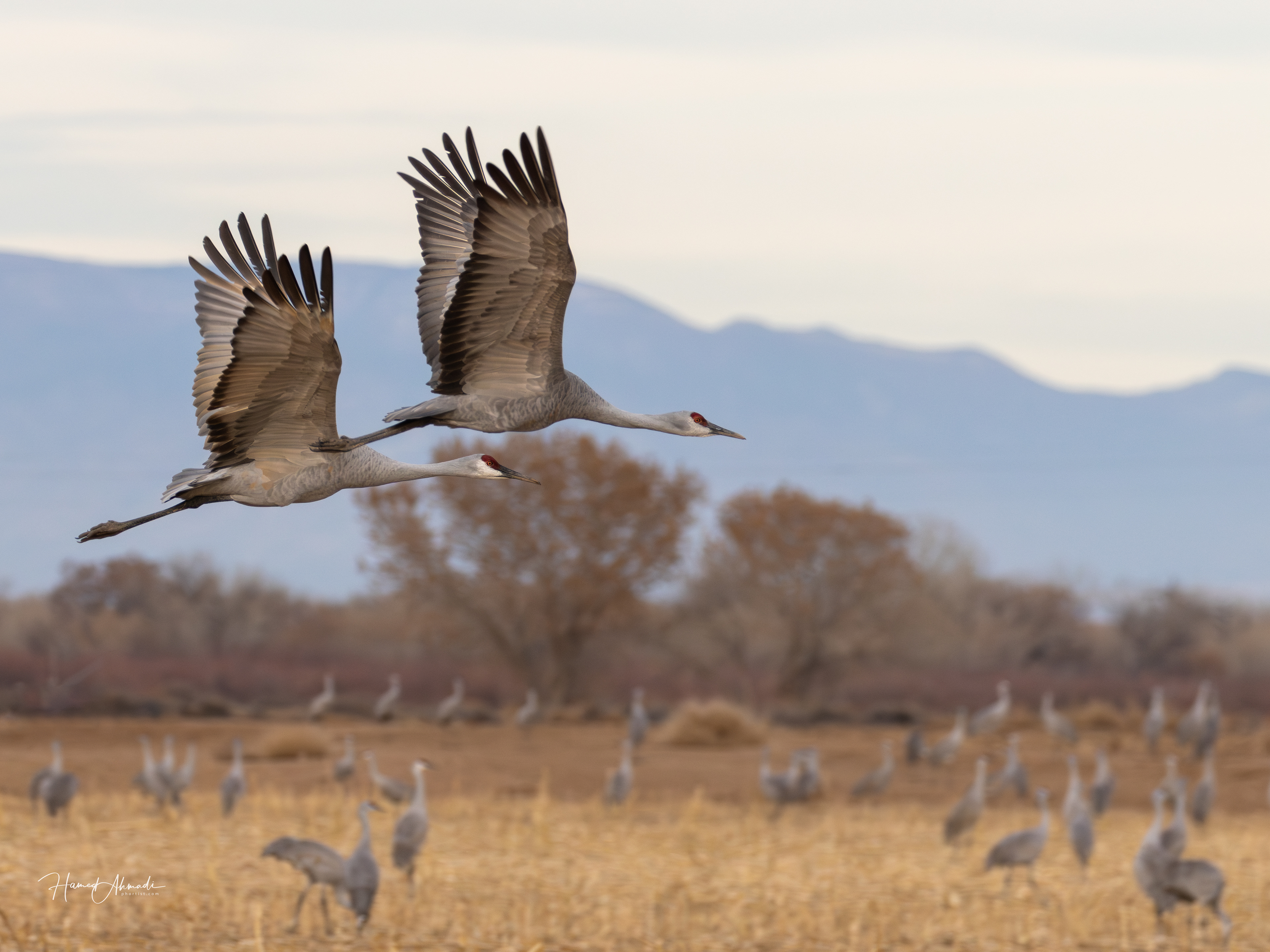 Sandhill Cranes, Bosque del Apache Refuge, New Mexico
