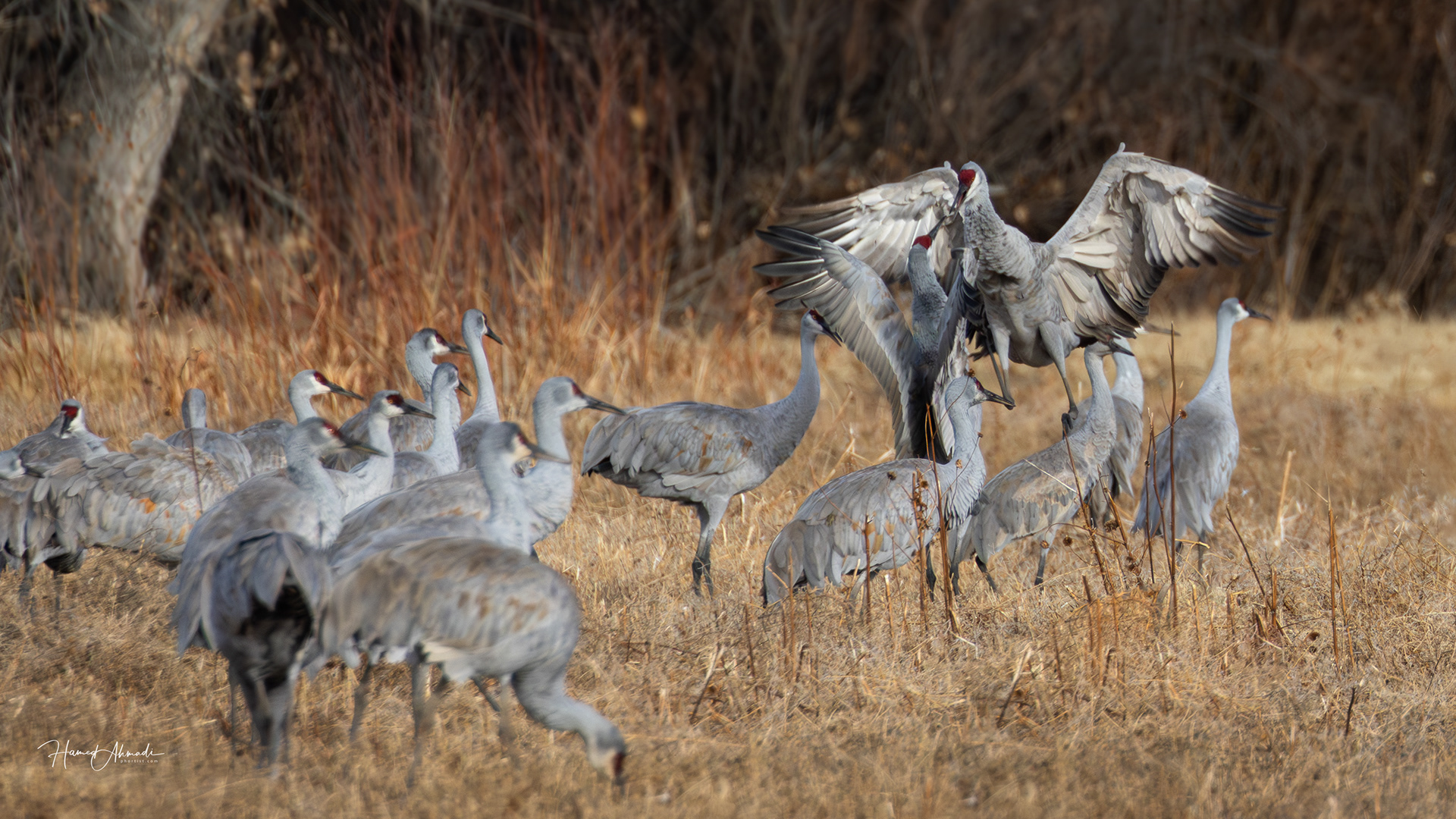 Sandhill Cranes Showing Off their Power, Bosque del Apache Refuge, New Mexico