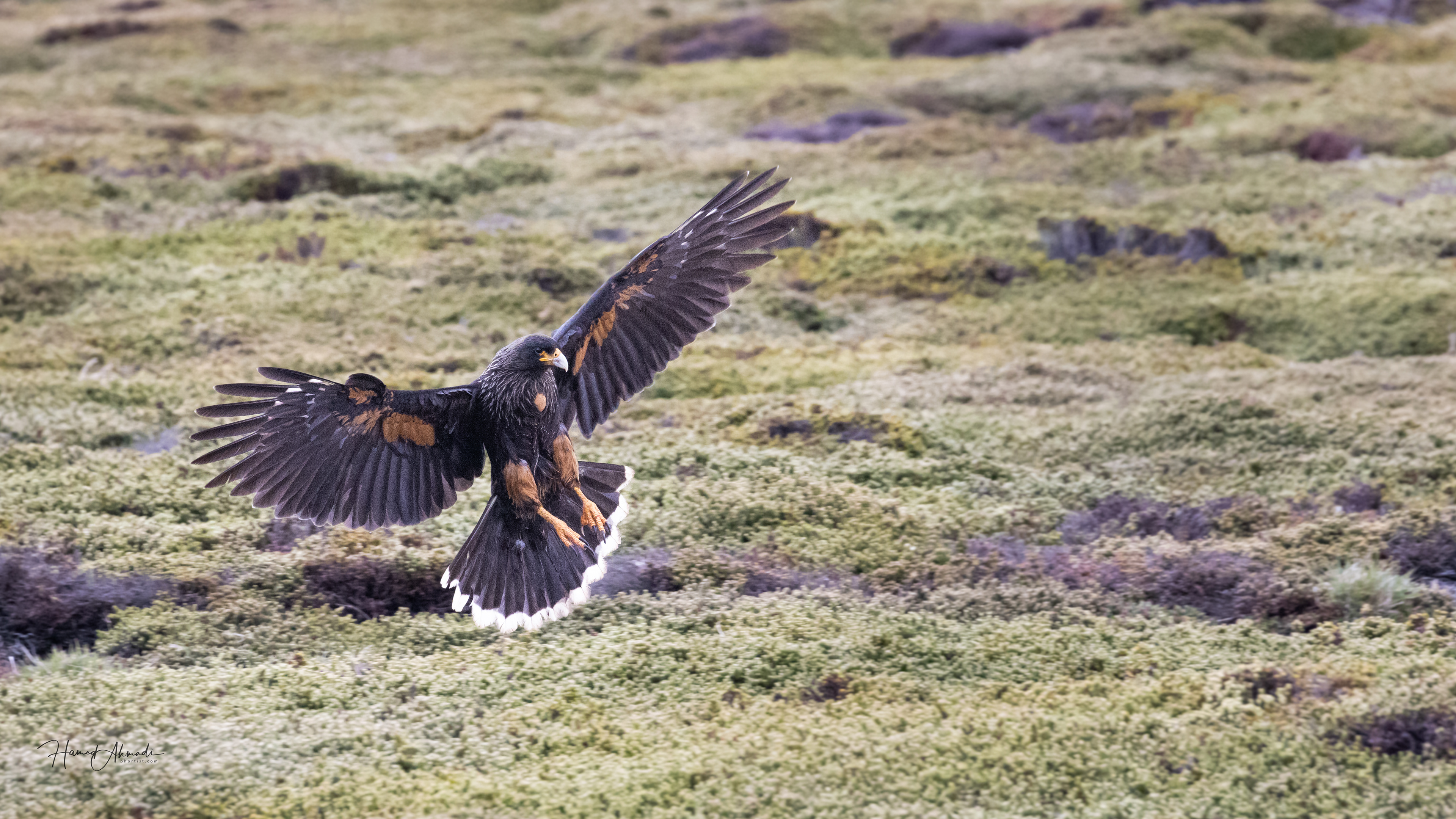 Striated Caracara, Falkland Islands