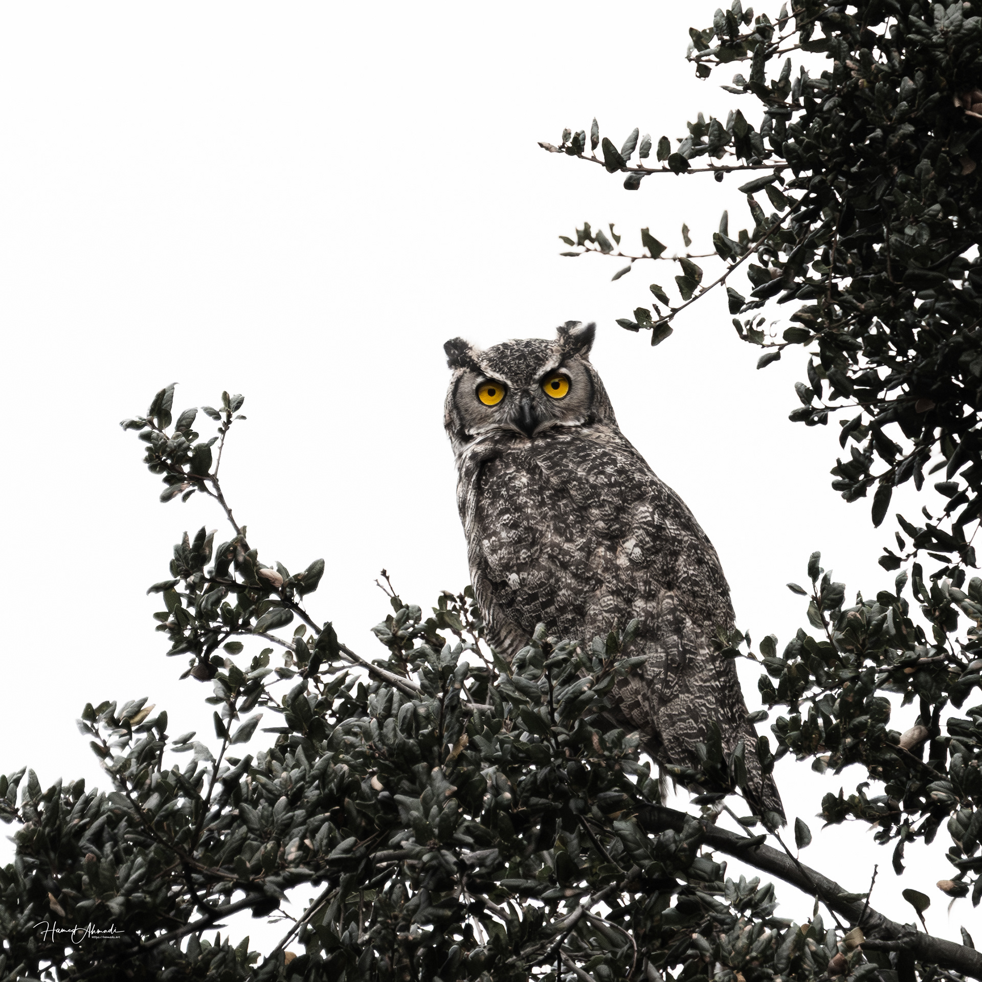 Great American Horned Owl, California
