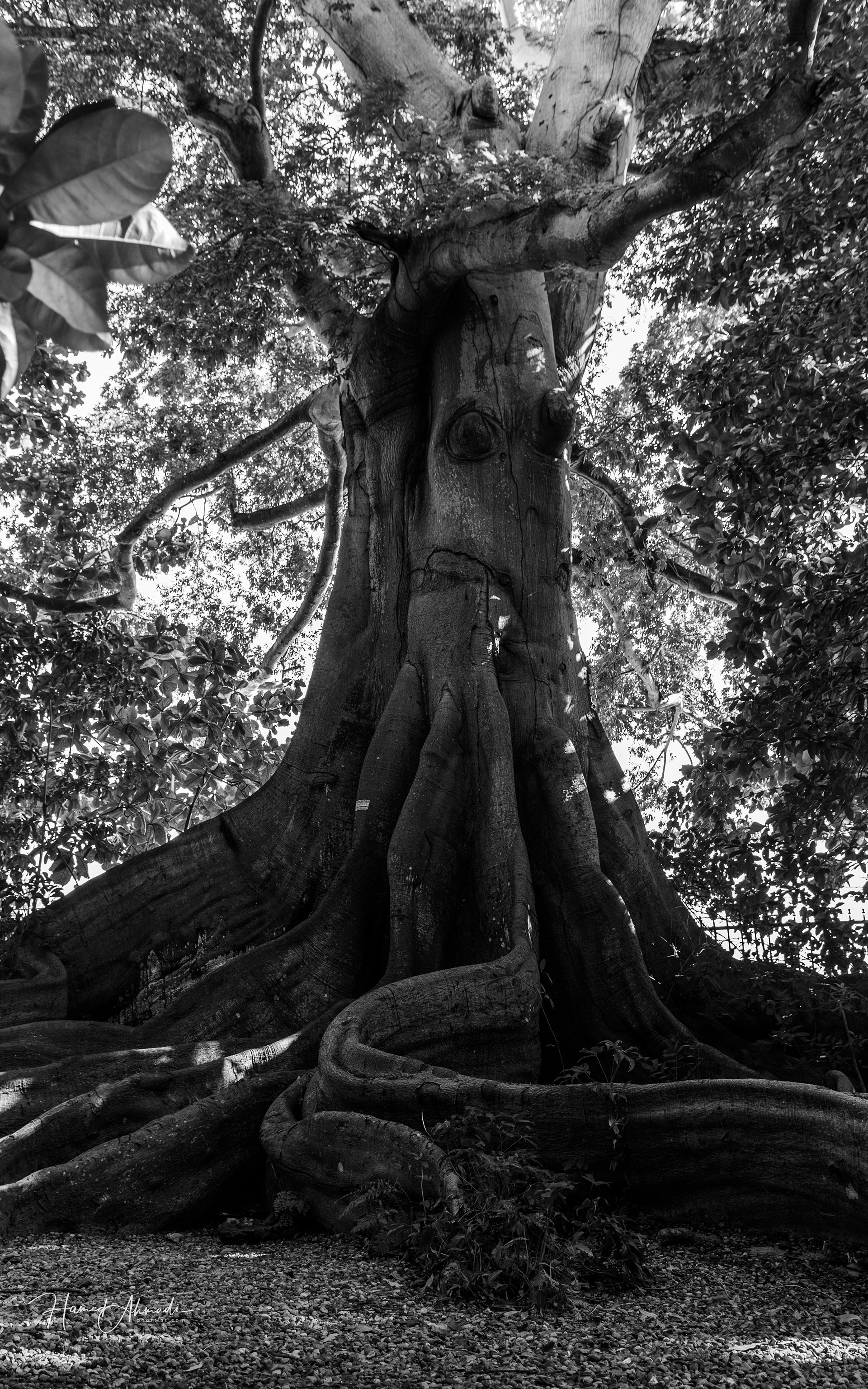 Amazon Rainforest, Peru