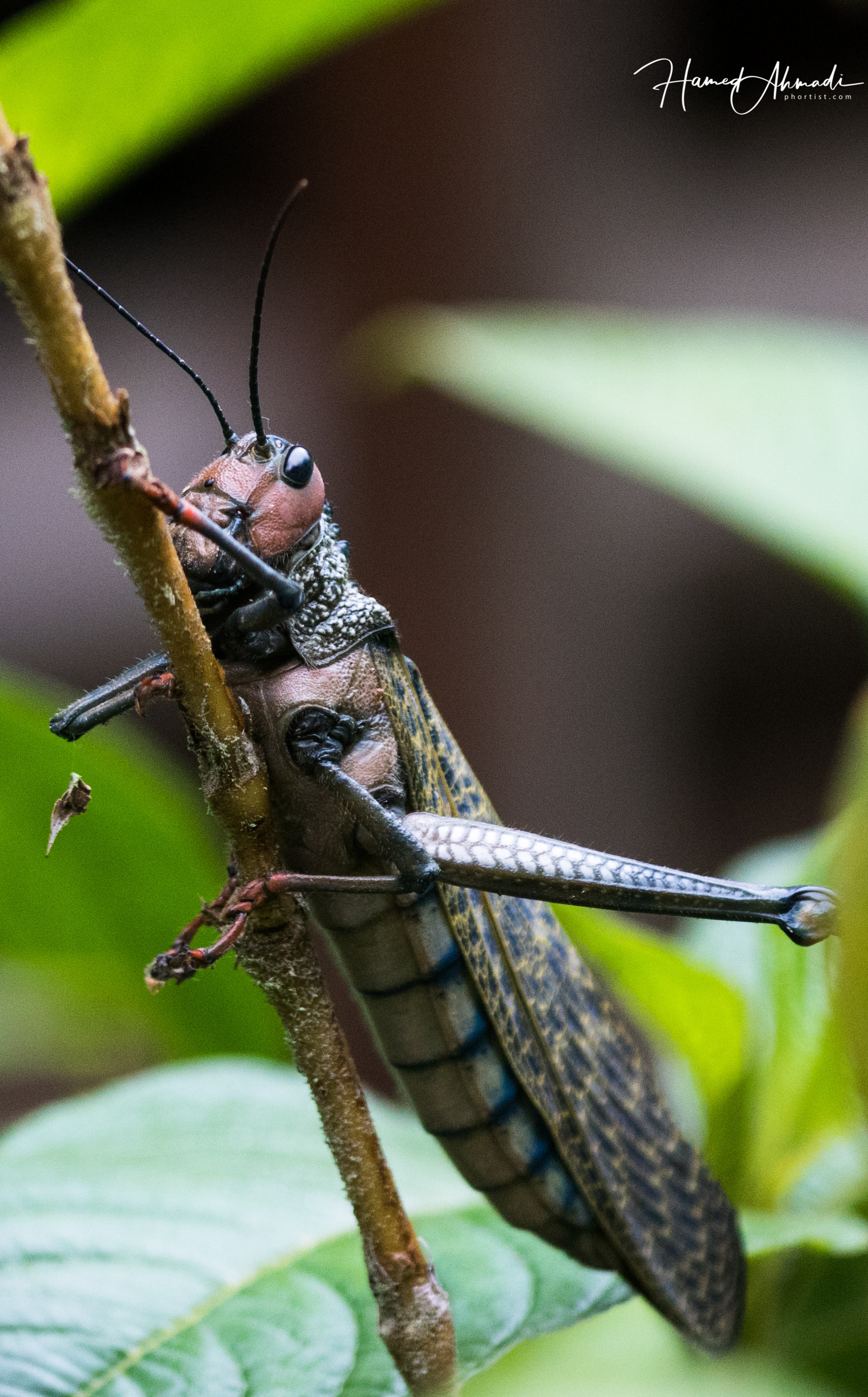 A Giant Grasshopper, Amazon Rainforests, Peru