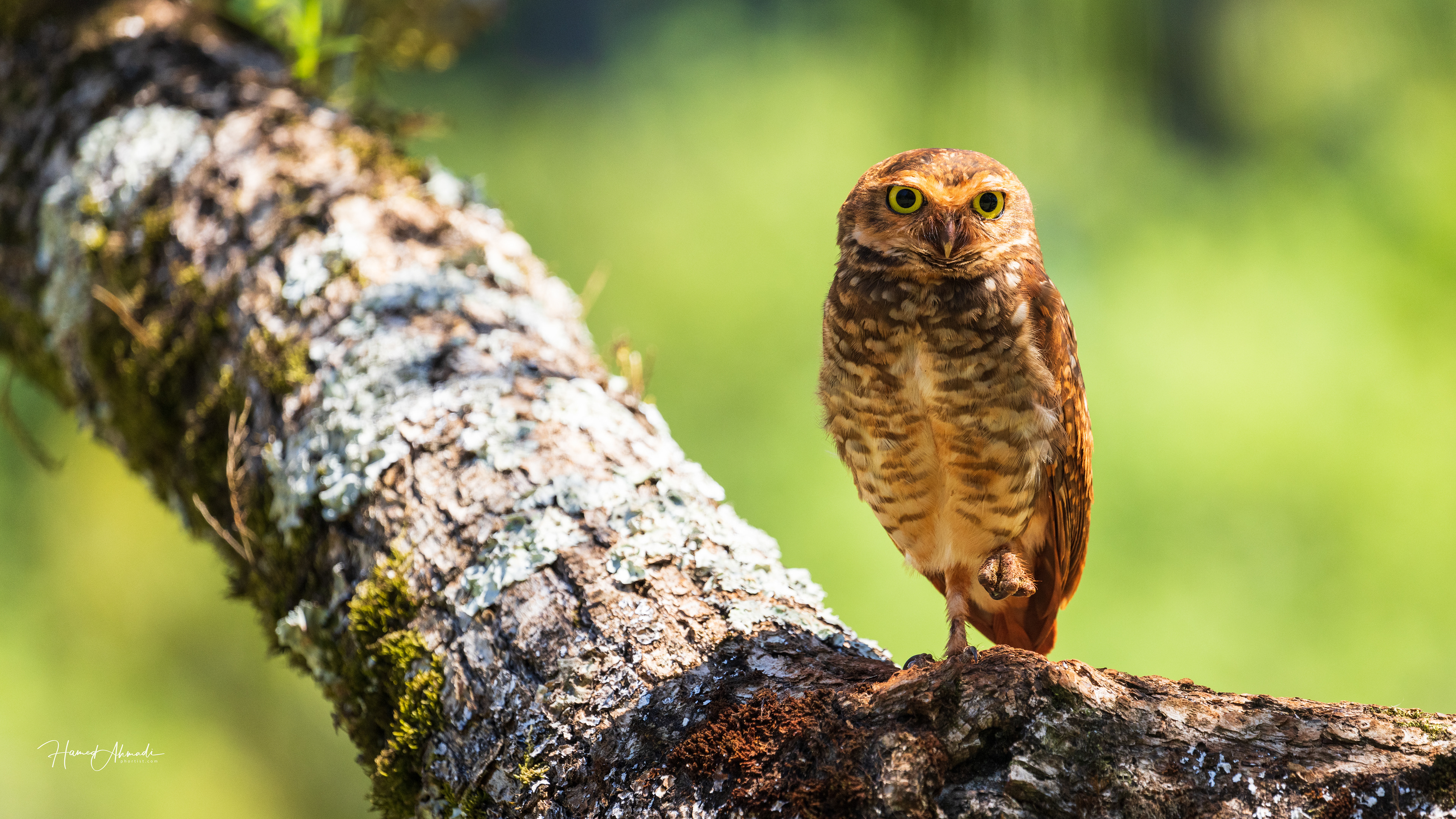 Burrowing Owl, Iguazu Falls, Argentina