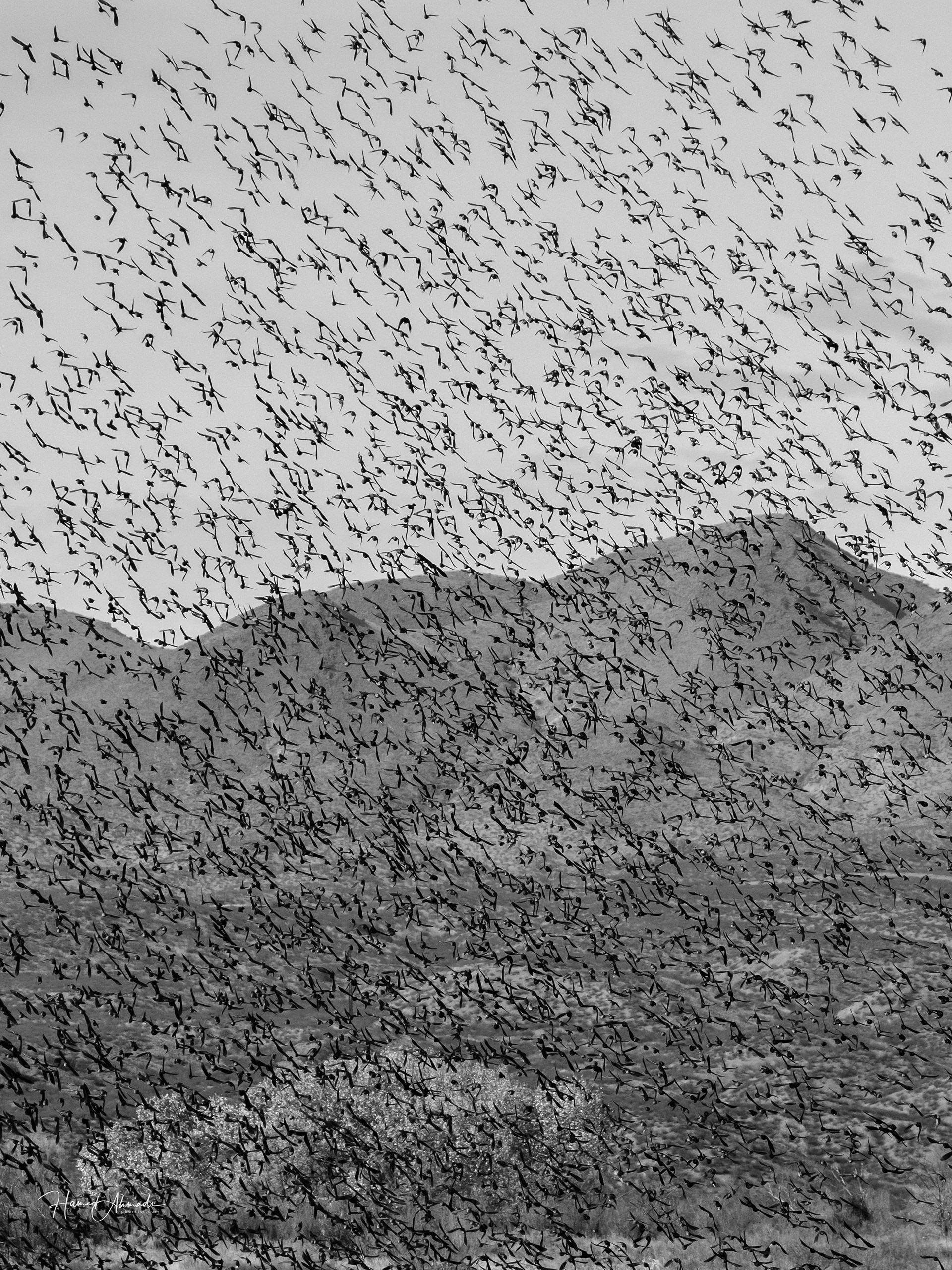 Snow Geeze, New Mexico